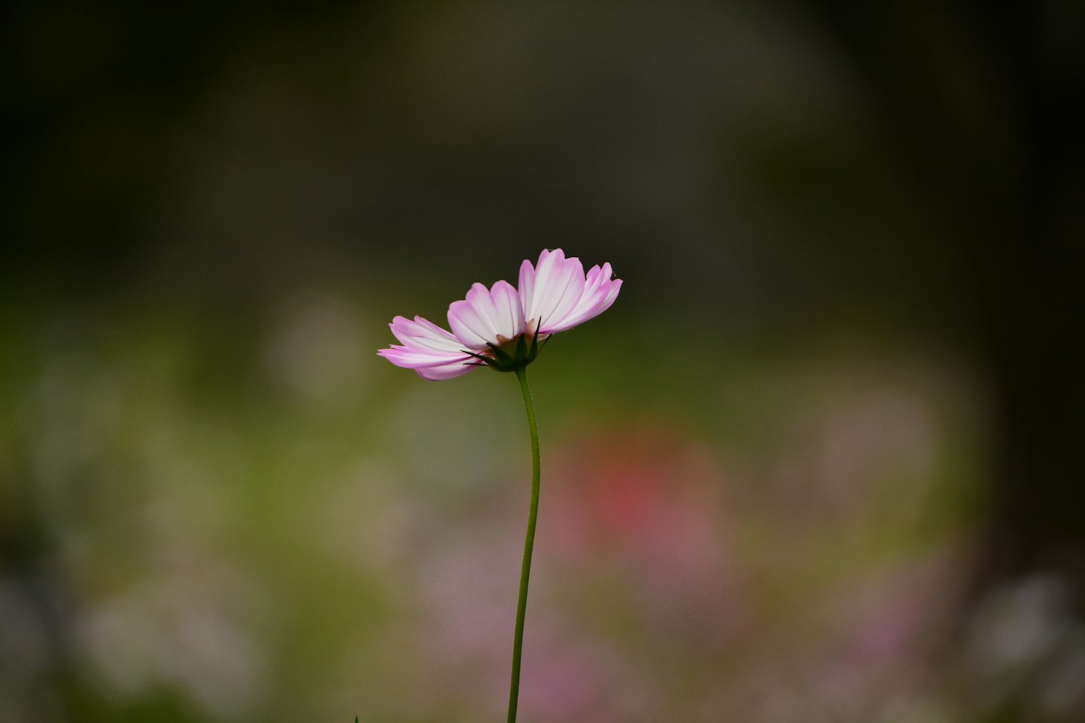 Un singolo fiore rosa con petali su uno sfondo sfocato