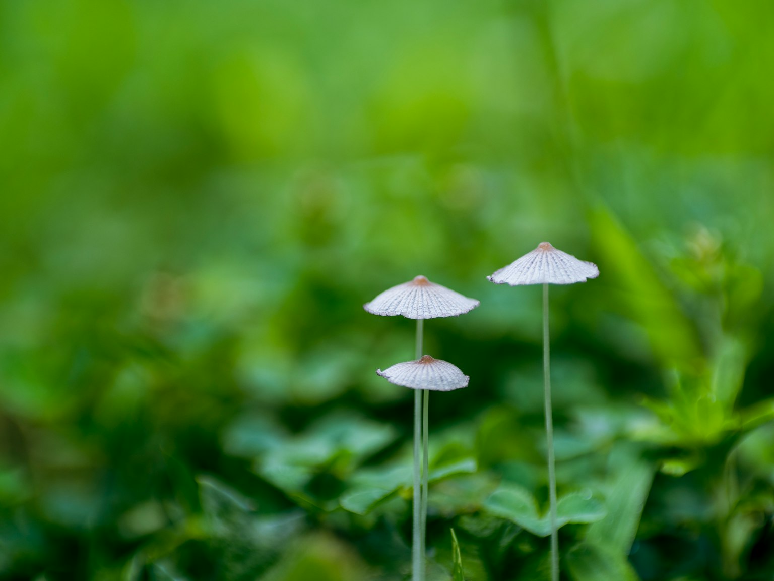 Deux petits champignons blancs poussant parmi l'herbe verte