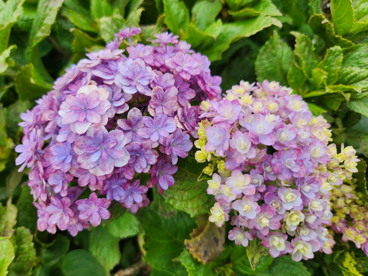Close-up of hydrangeas with pink and yellow flowers
