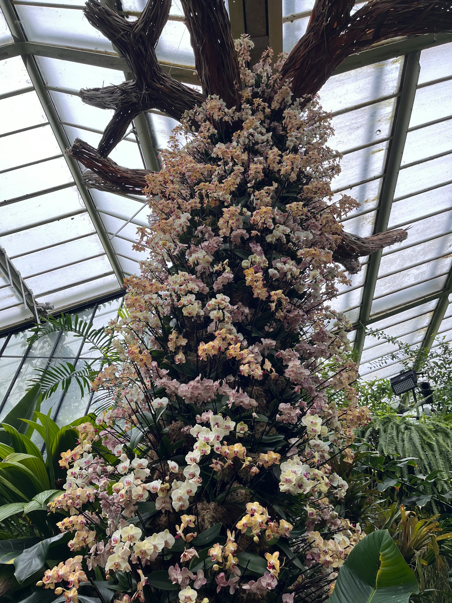 溫室中類似樹的開花植物