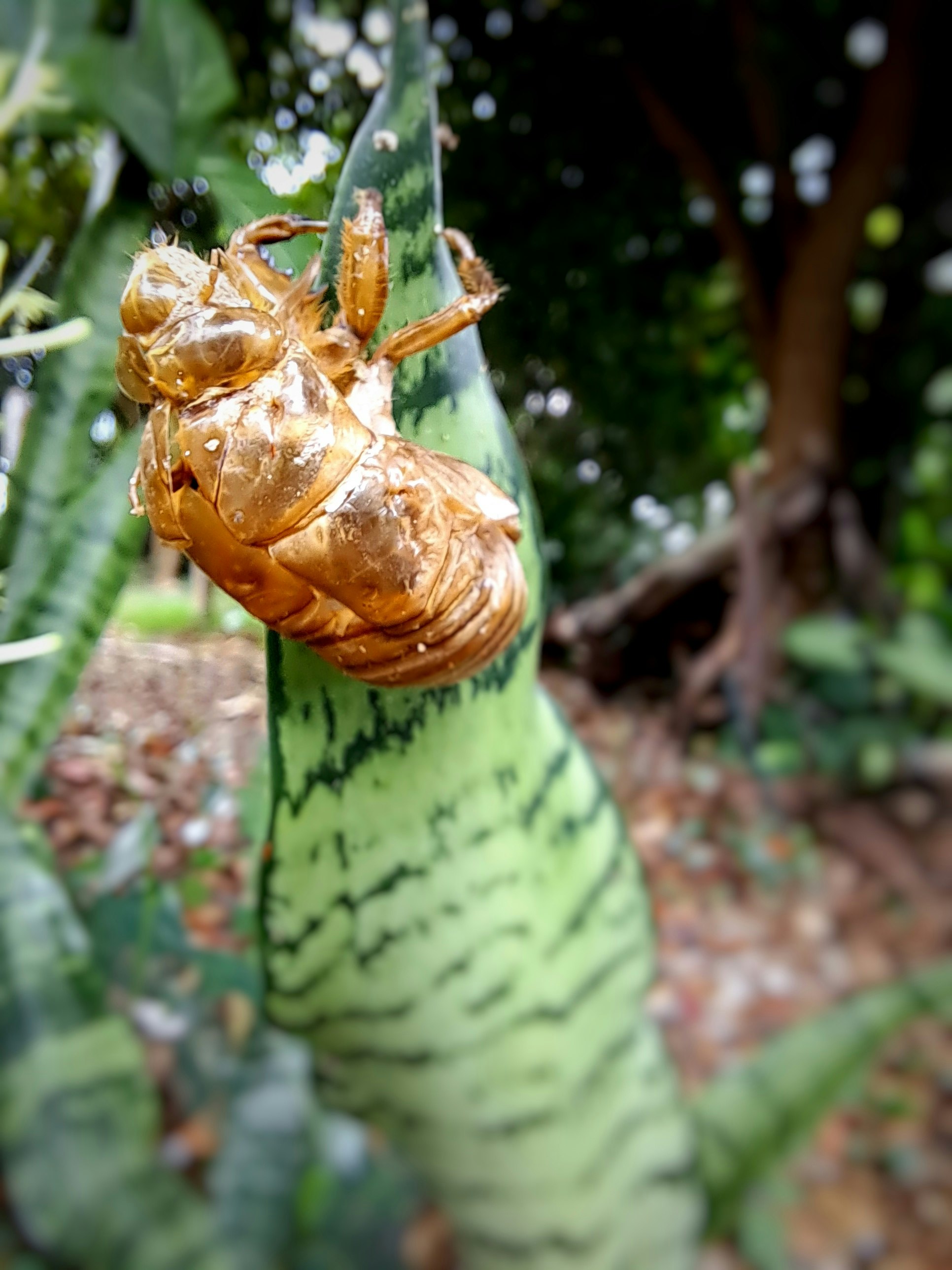 Naturgarten mit an einem Ast hängender Insektenhülle