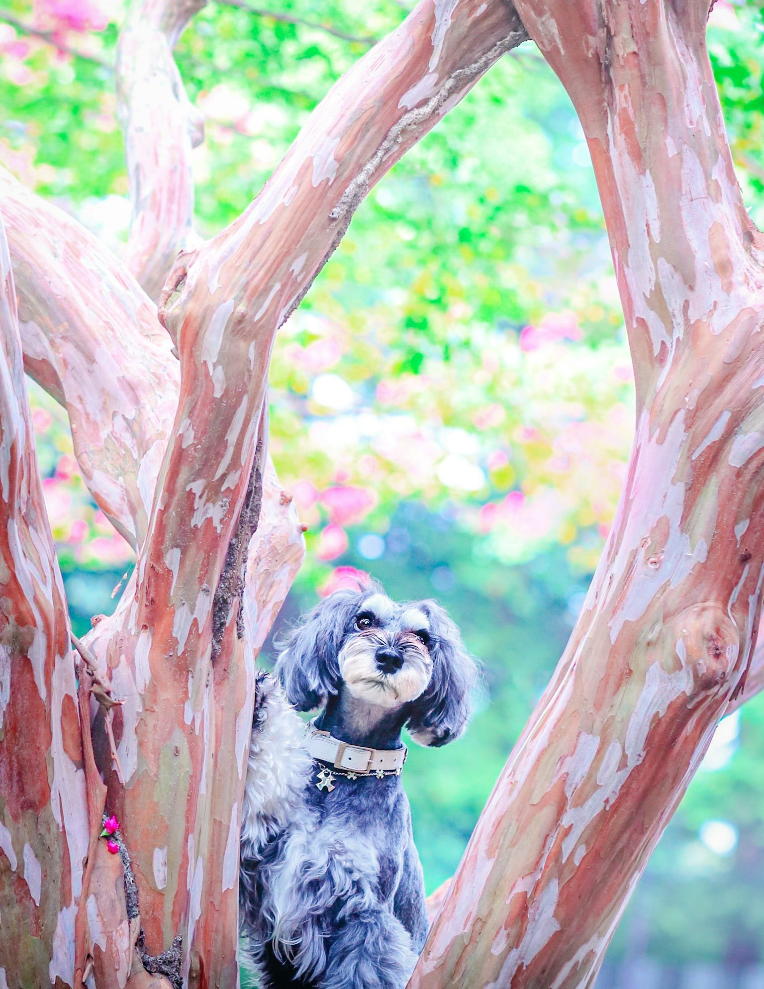Un cane seduto tra rami d'albero colorati con fiori sullo sfondo