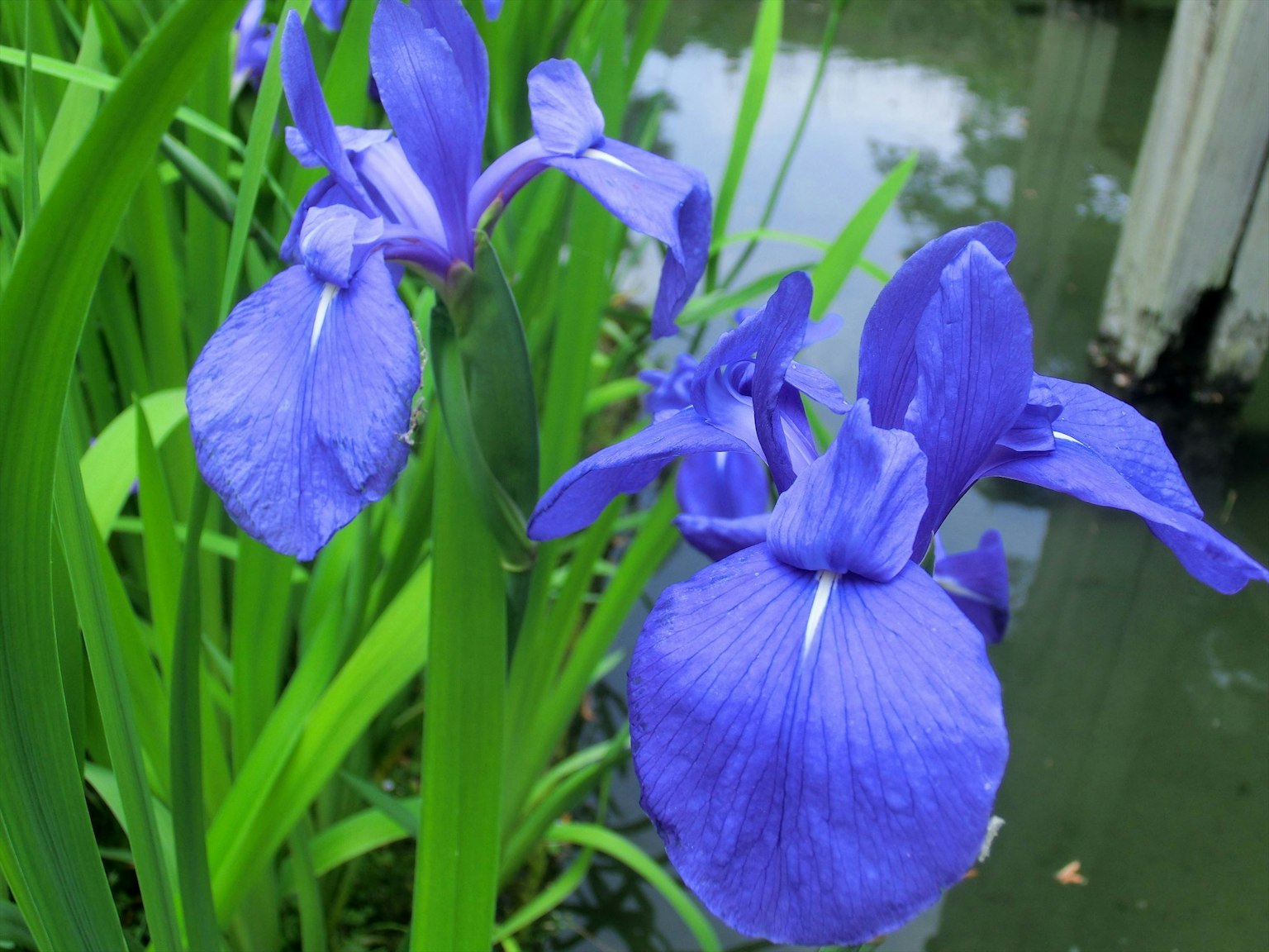 Iris morado vibrante floreciendo junto al agua