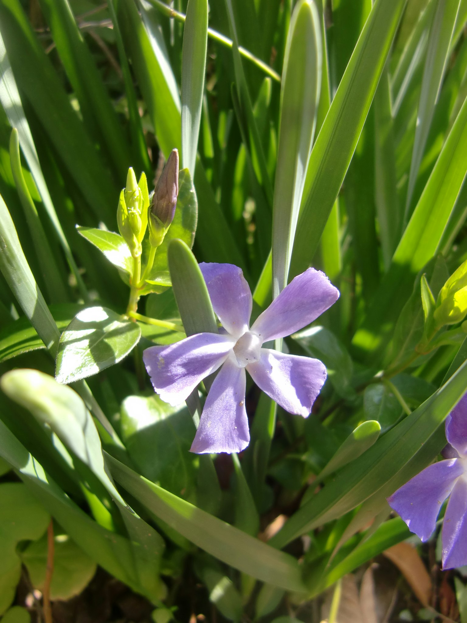 紫色花朵和绿色叶子的特写
