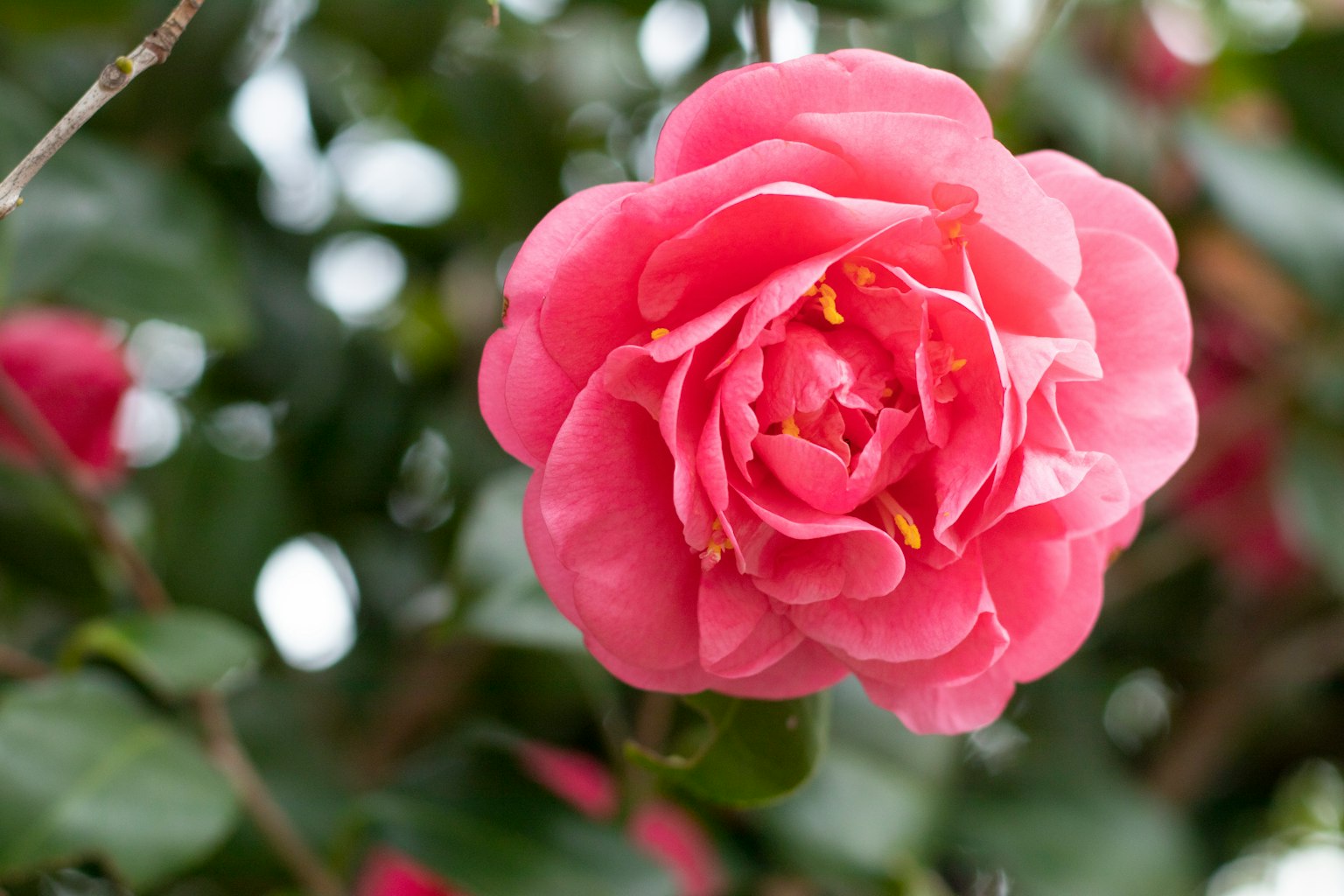 Flor de camelia rosa vibrante floreciendo entre hojas verdes