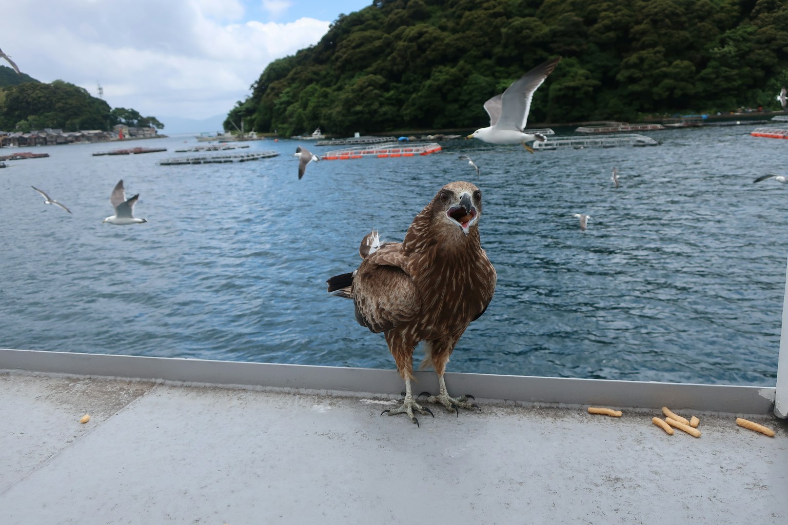 一隻棕色的鳥站在海濱附近，背景有海鷗