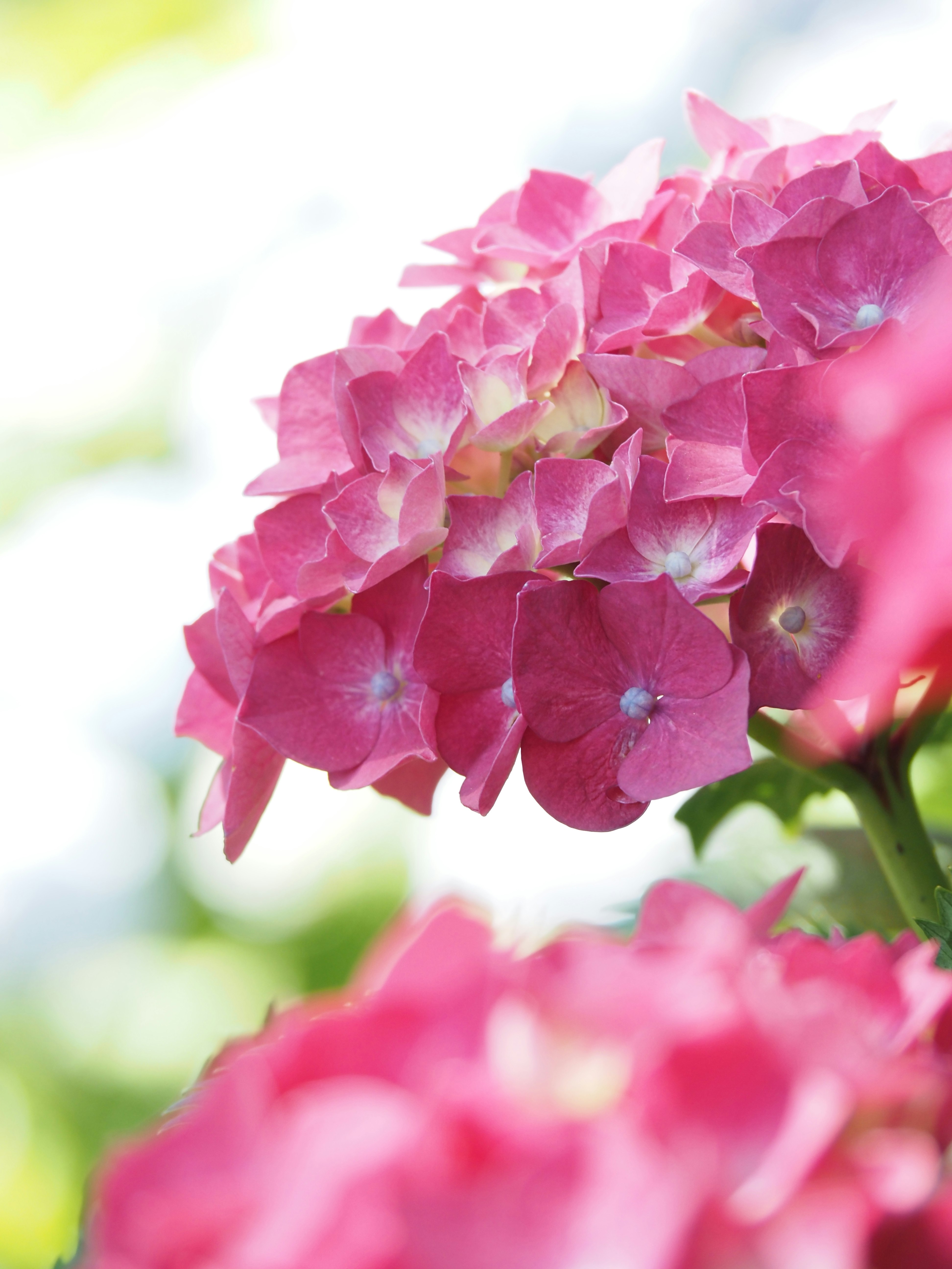 紫陽花の花のクローズアップ