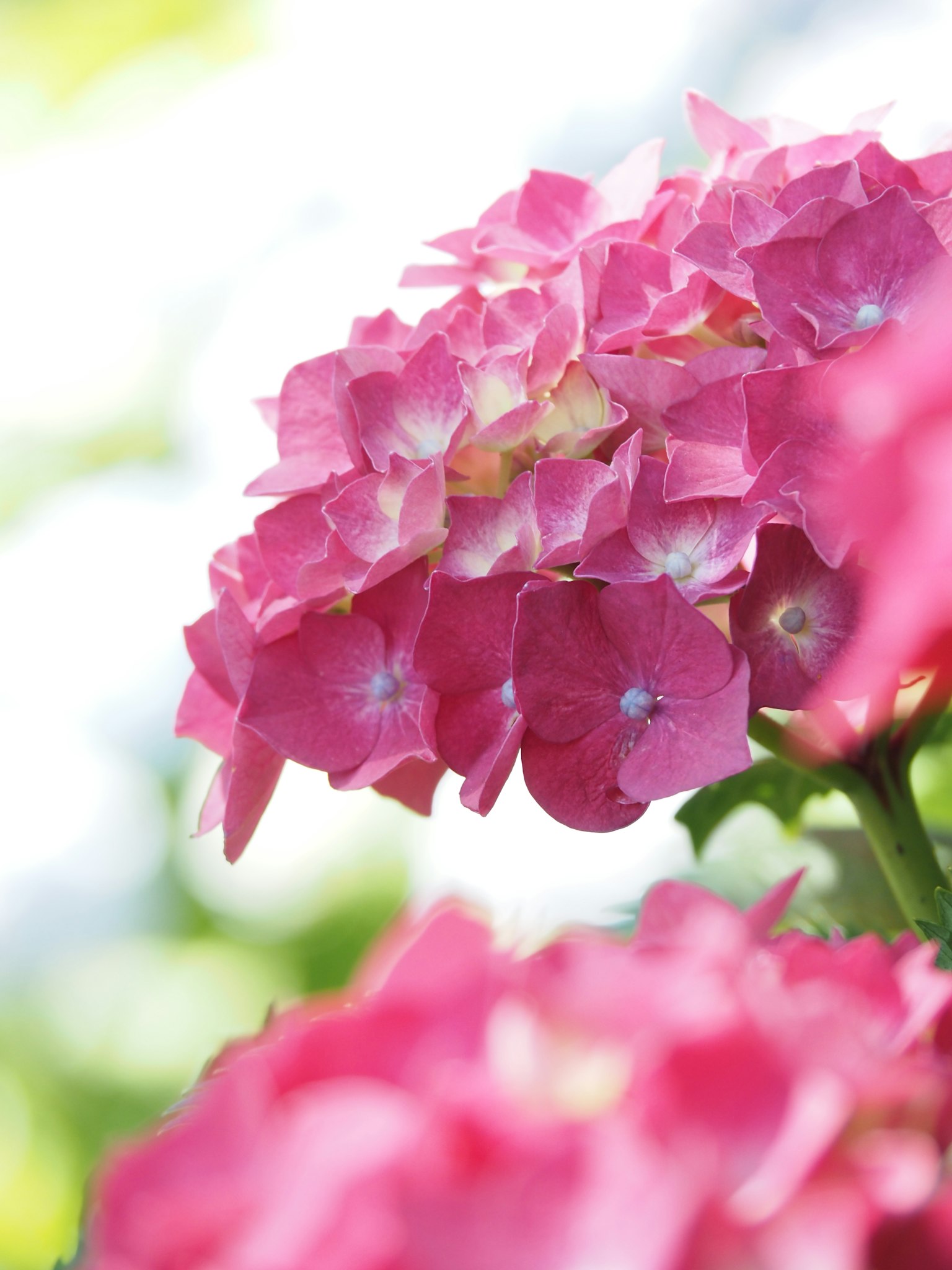 Fiori di ortensia rosa vivaci in fiore con uno sfondo sfocato