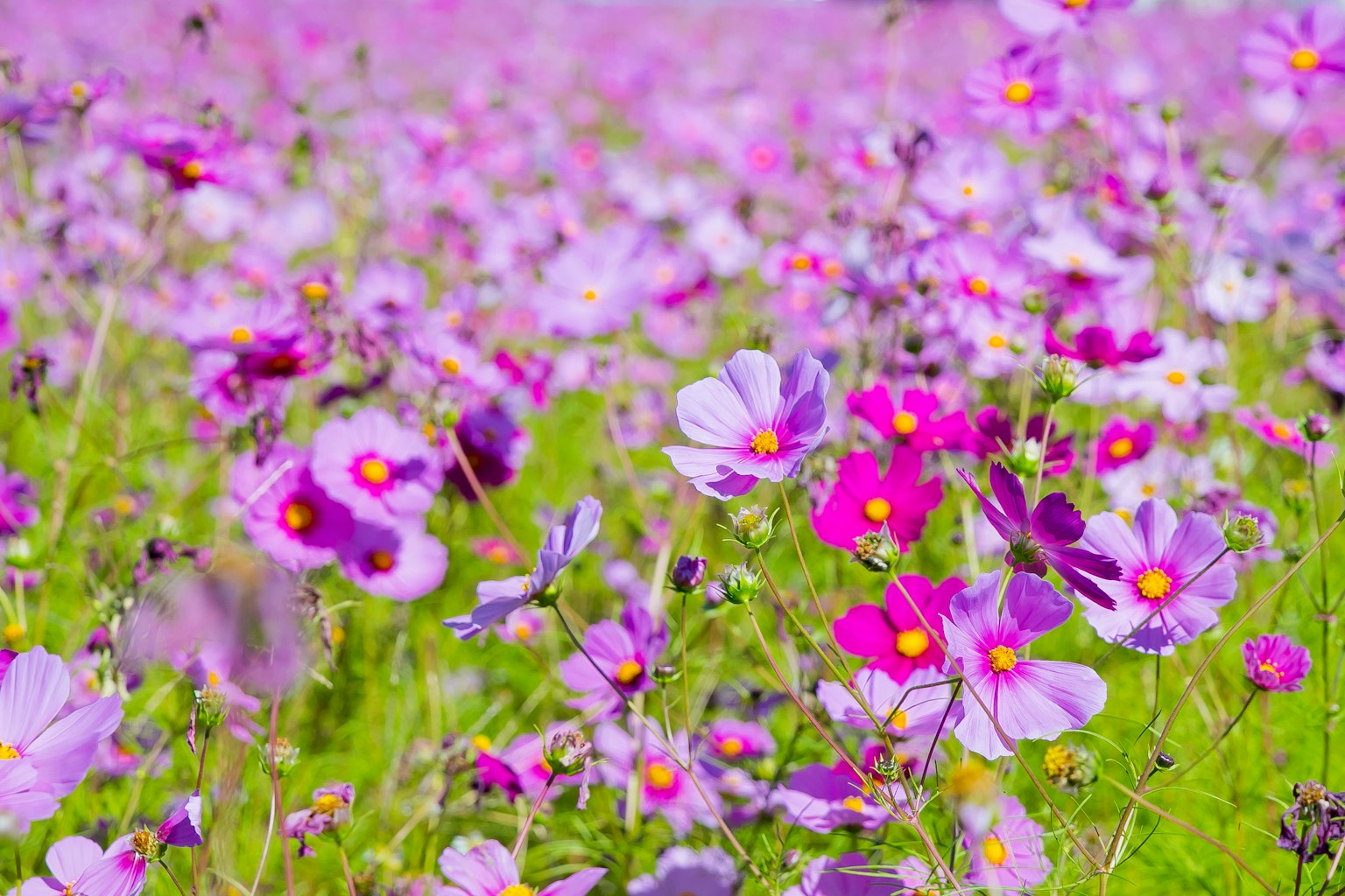ทุ่งกว้างของดอกไม้สีม่วงที่บาน
