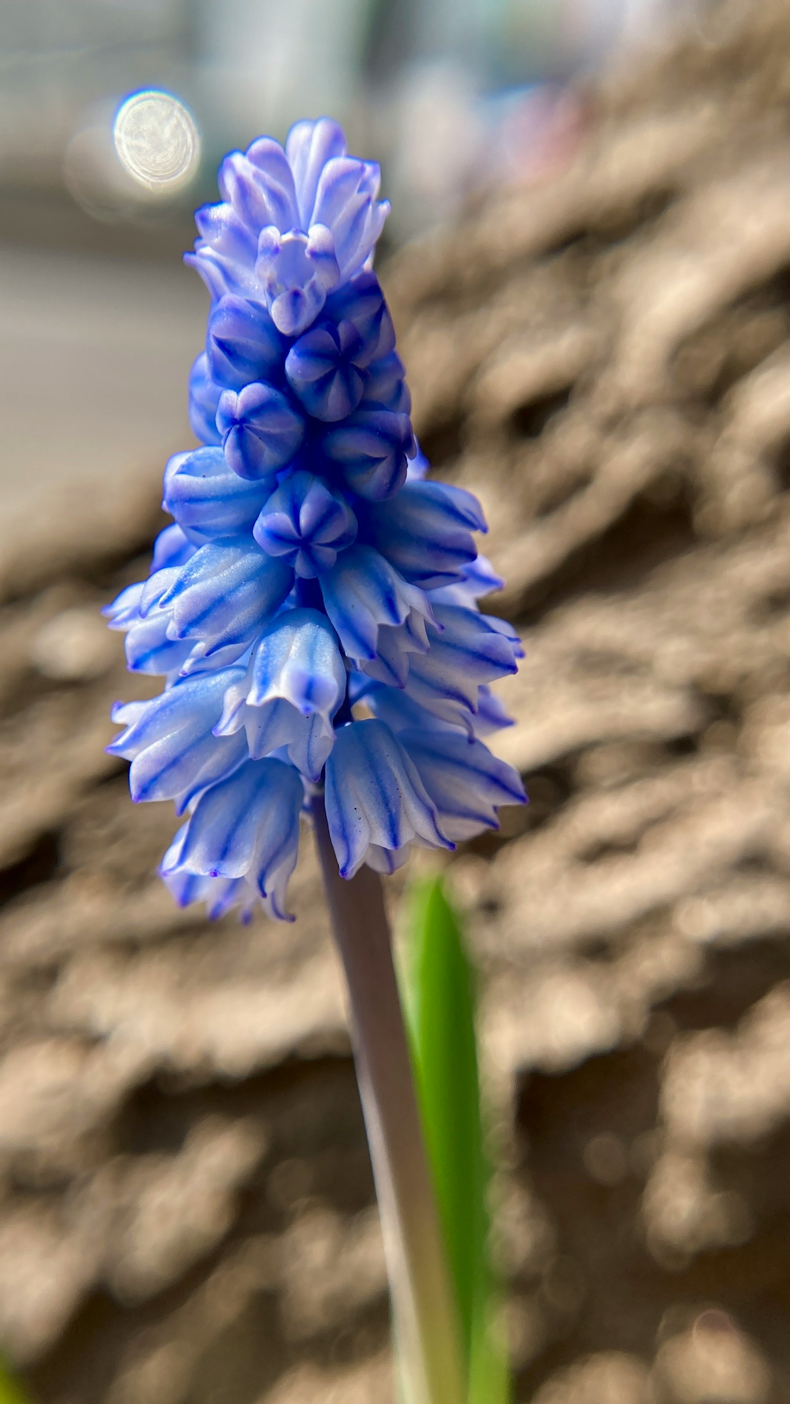 Blaue Blume blüht in der Nähe eines Baumstamms