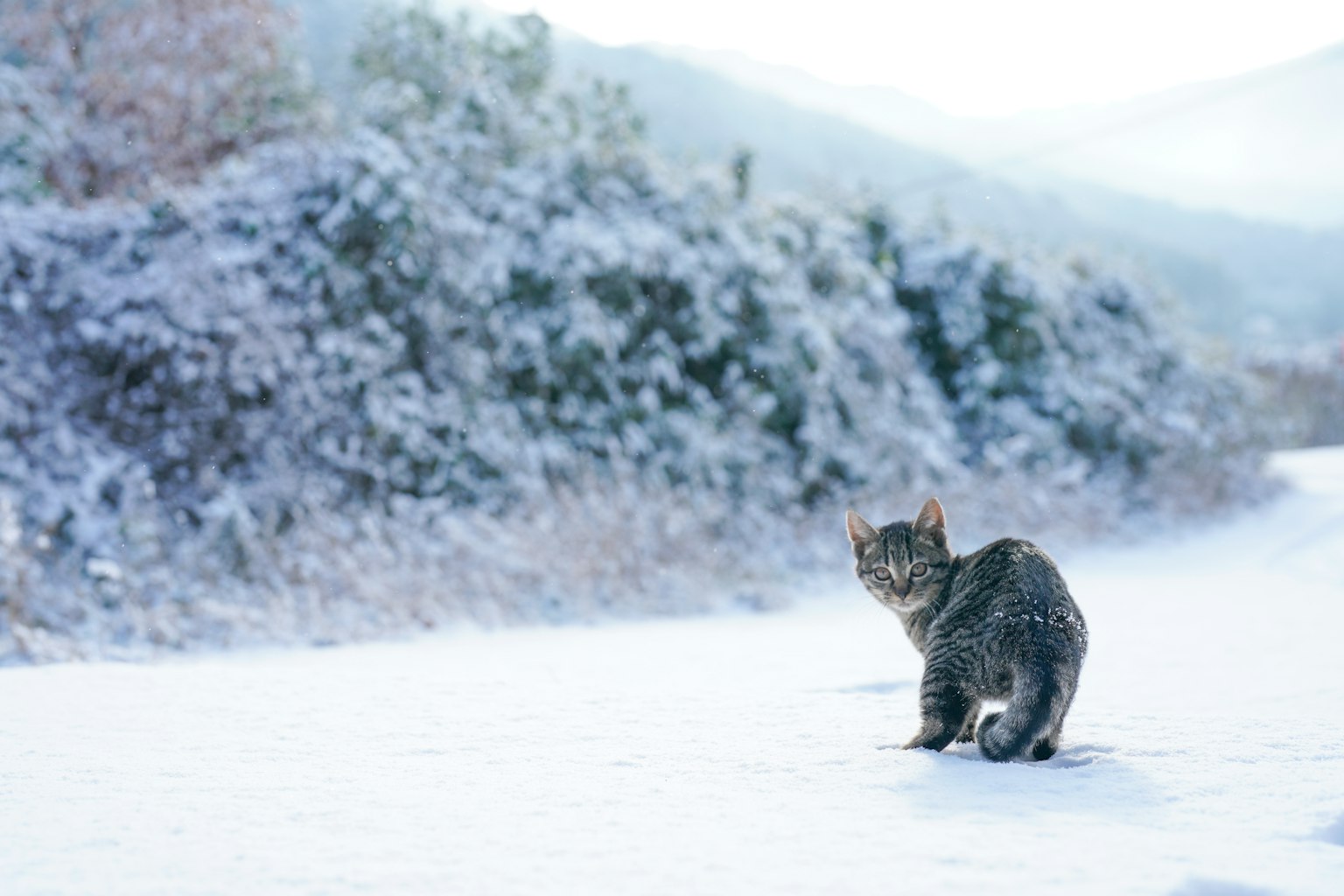 一只猫走在被雪覆盖的小路上