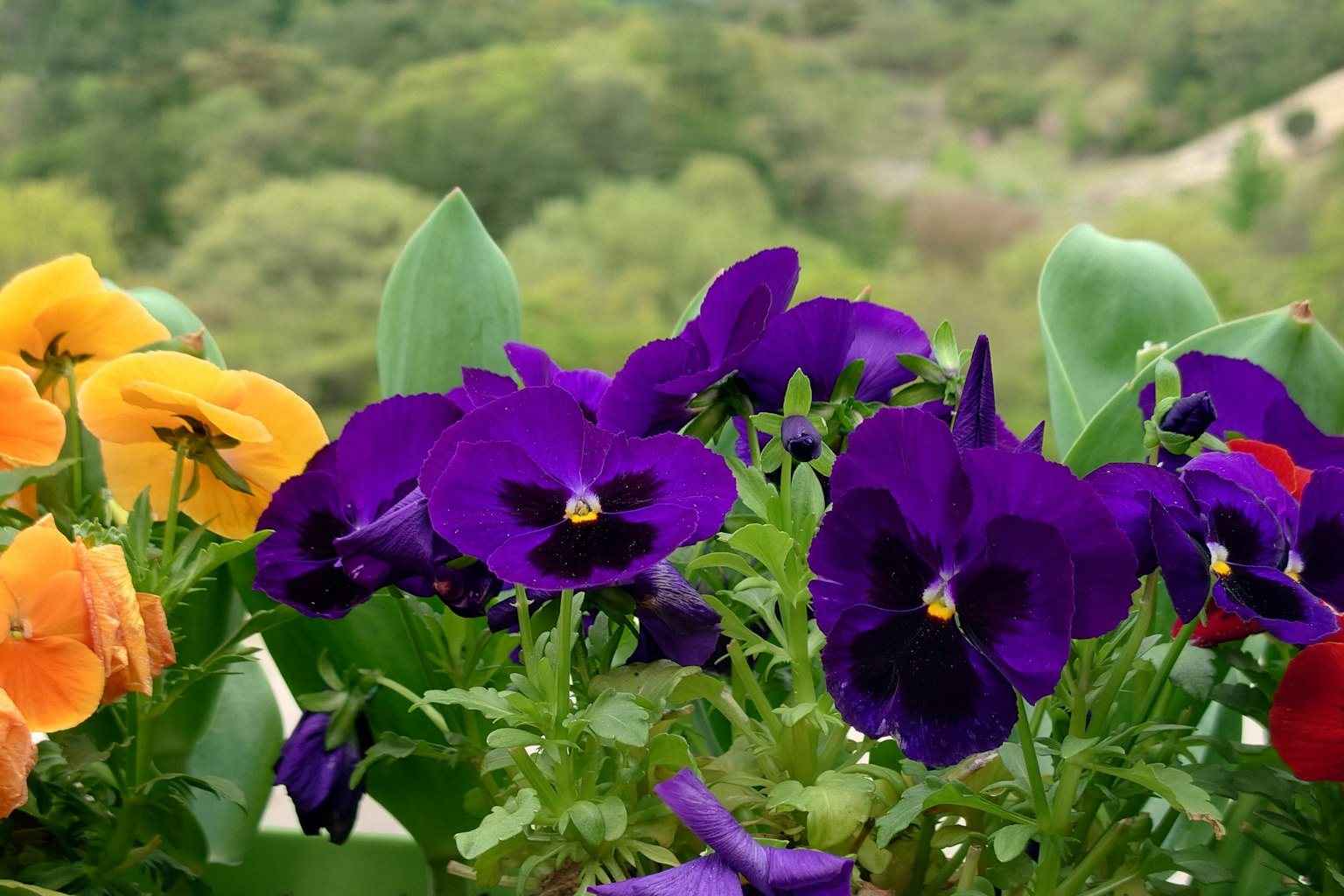 ดอกแพนซีสีม่วงสดใสและดอกไม้สีส้มบานในสวน