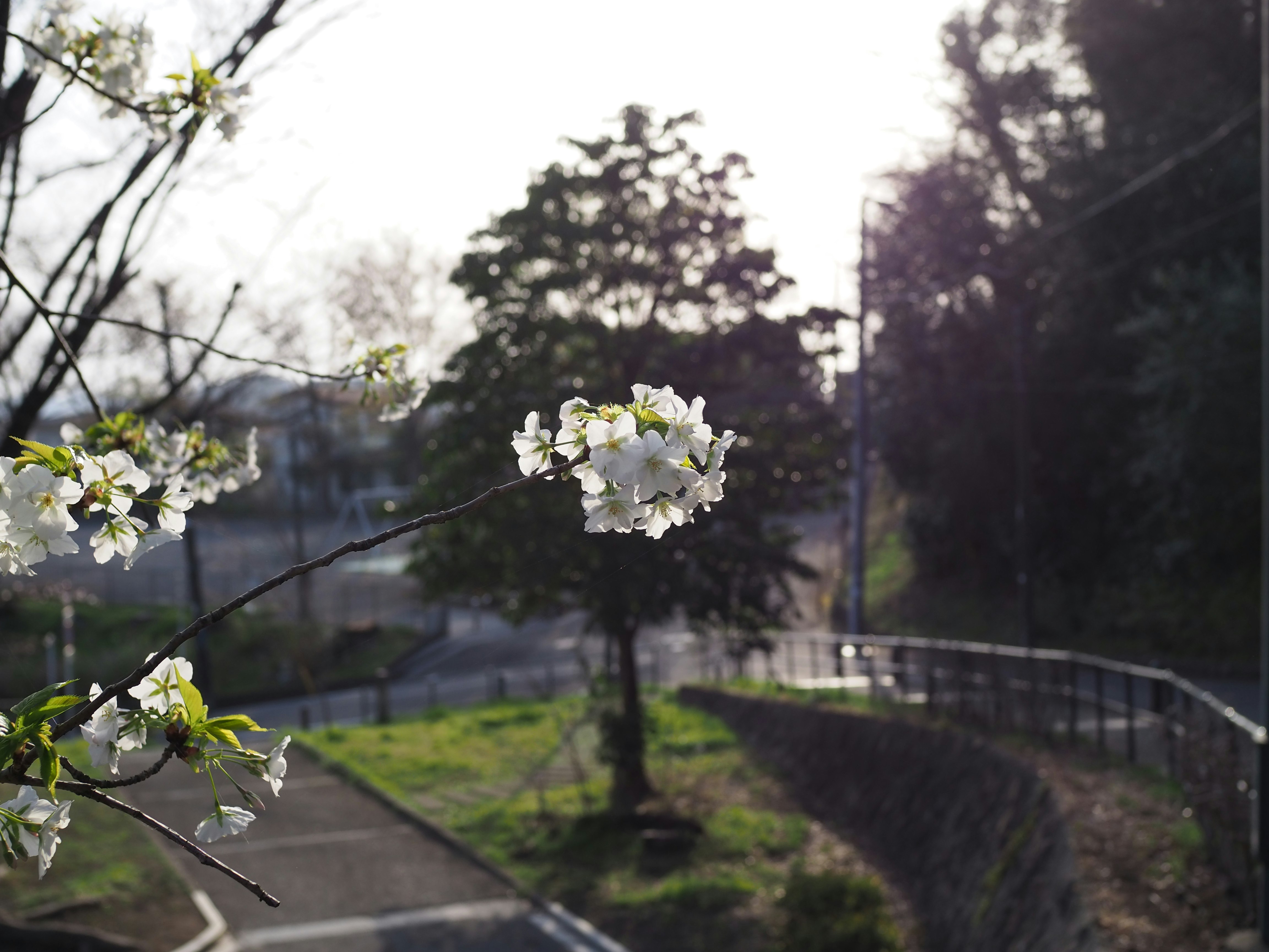 公園の小道に咲く白い花と新緑の風景