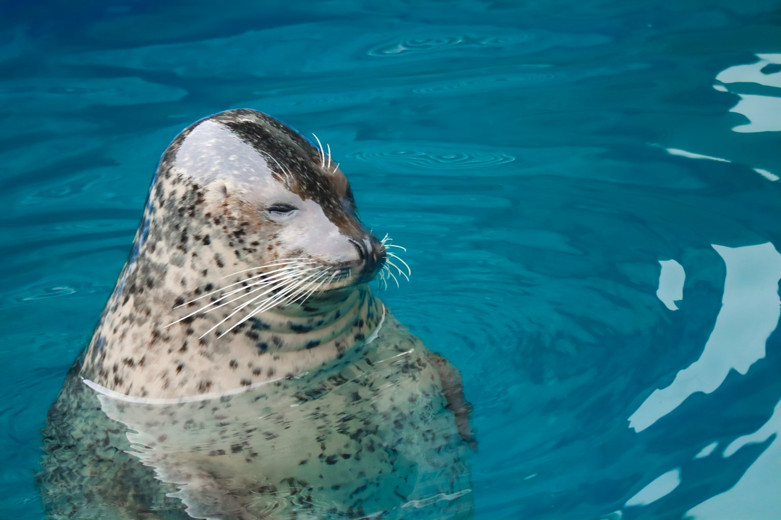 ภาพระยะใกล้ของแมวน้ำลอยอยู่ในน้ำพื้นหลังสีน้ำเงิน