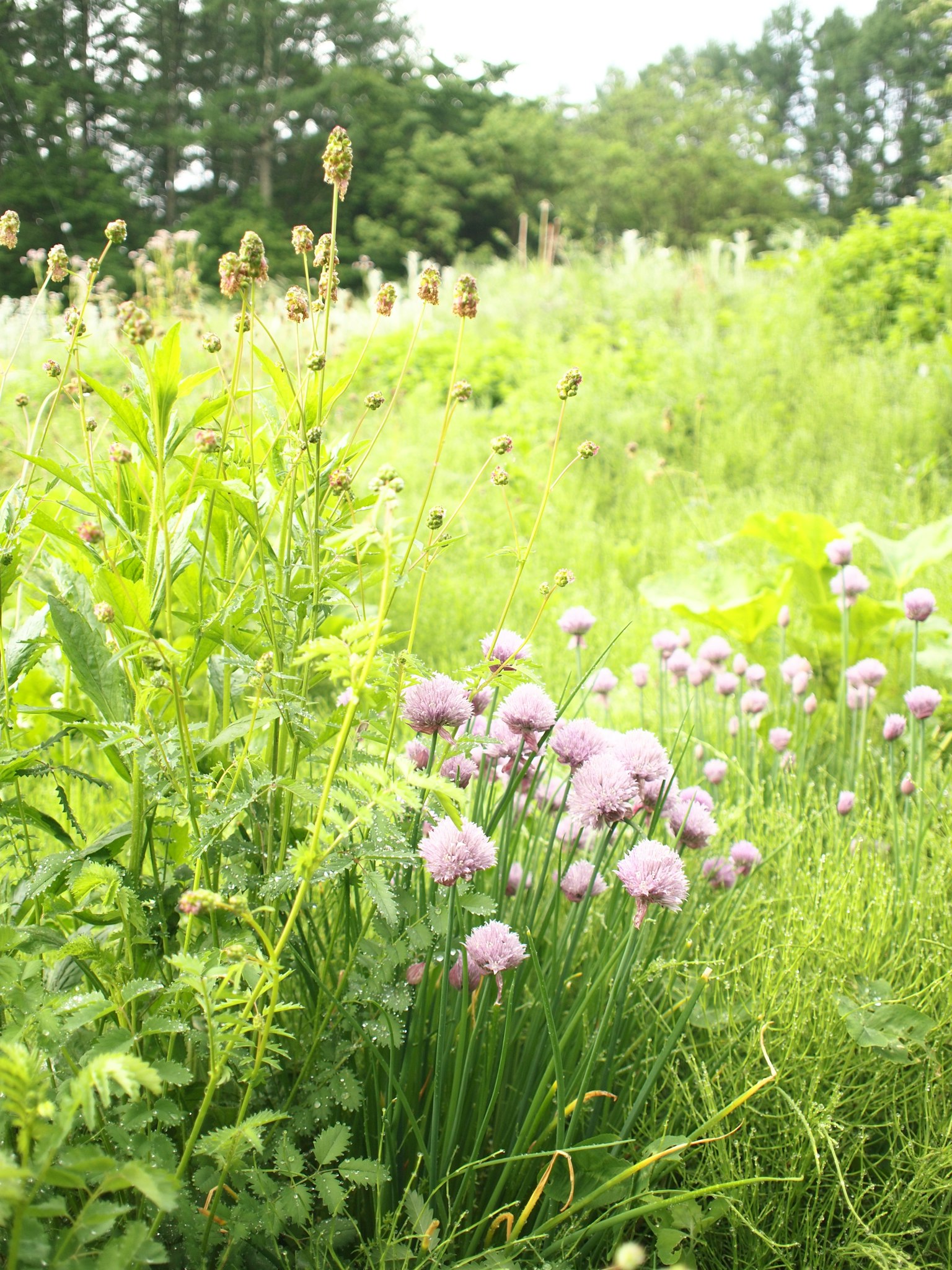Un champ verdoyant avec des fleurs de ciboulette violettes et des plantes hautes