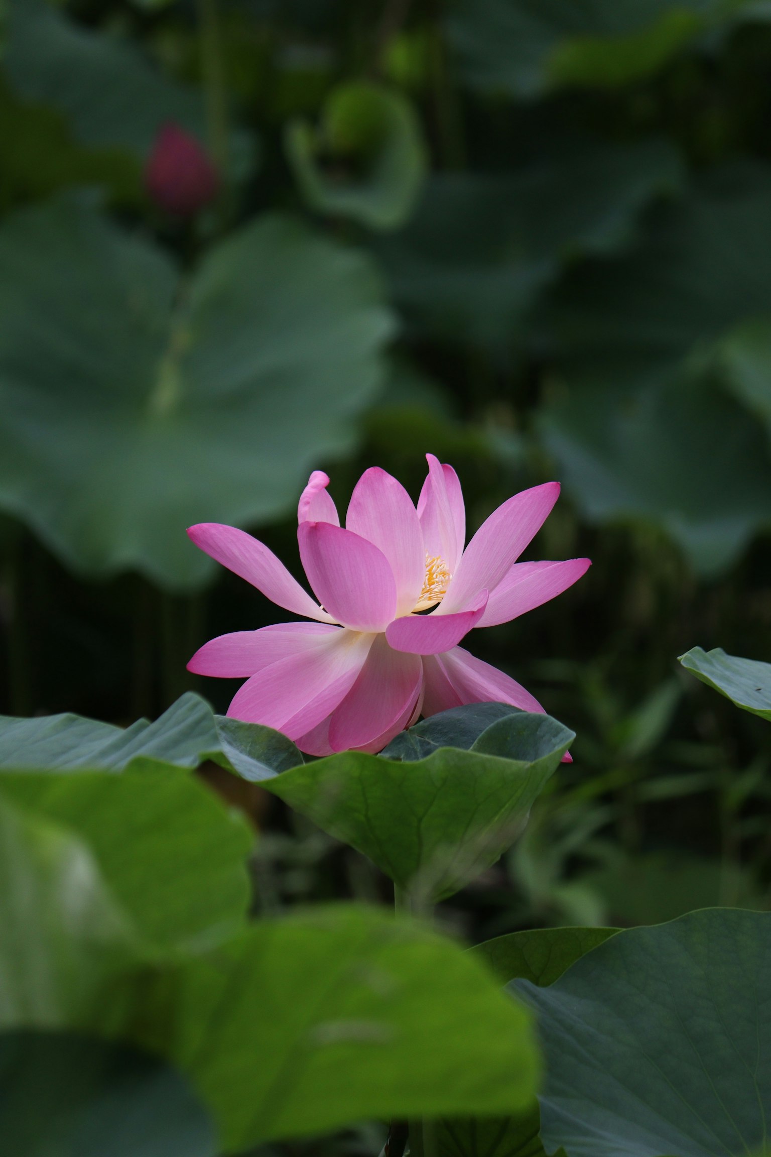 Beautiful pink lotus flower surrounded by green leaves