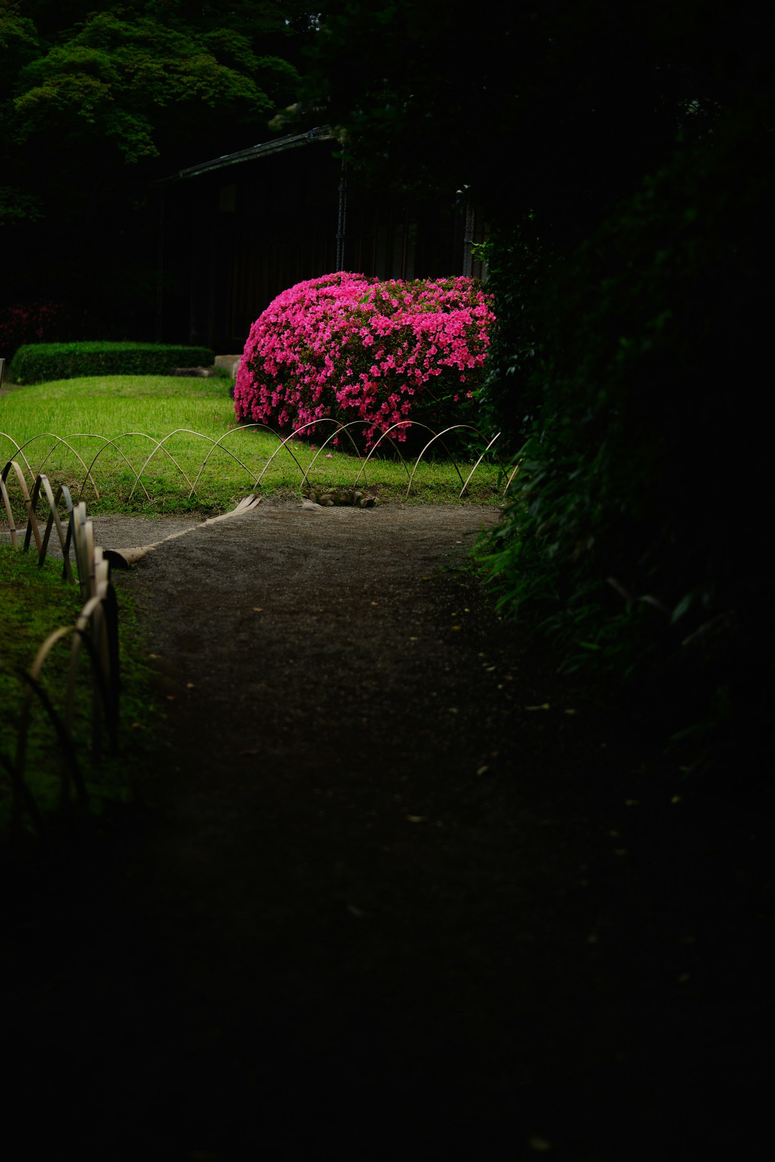一條黑暗小徑旁盛開著鮮豔粉色花朵的花園場景
