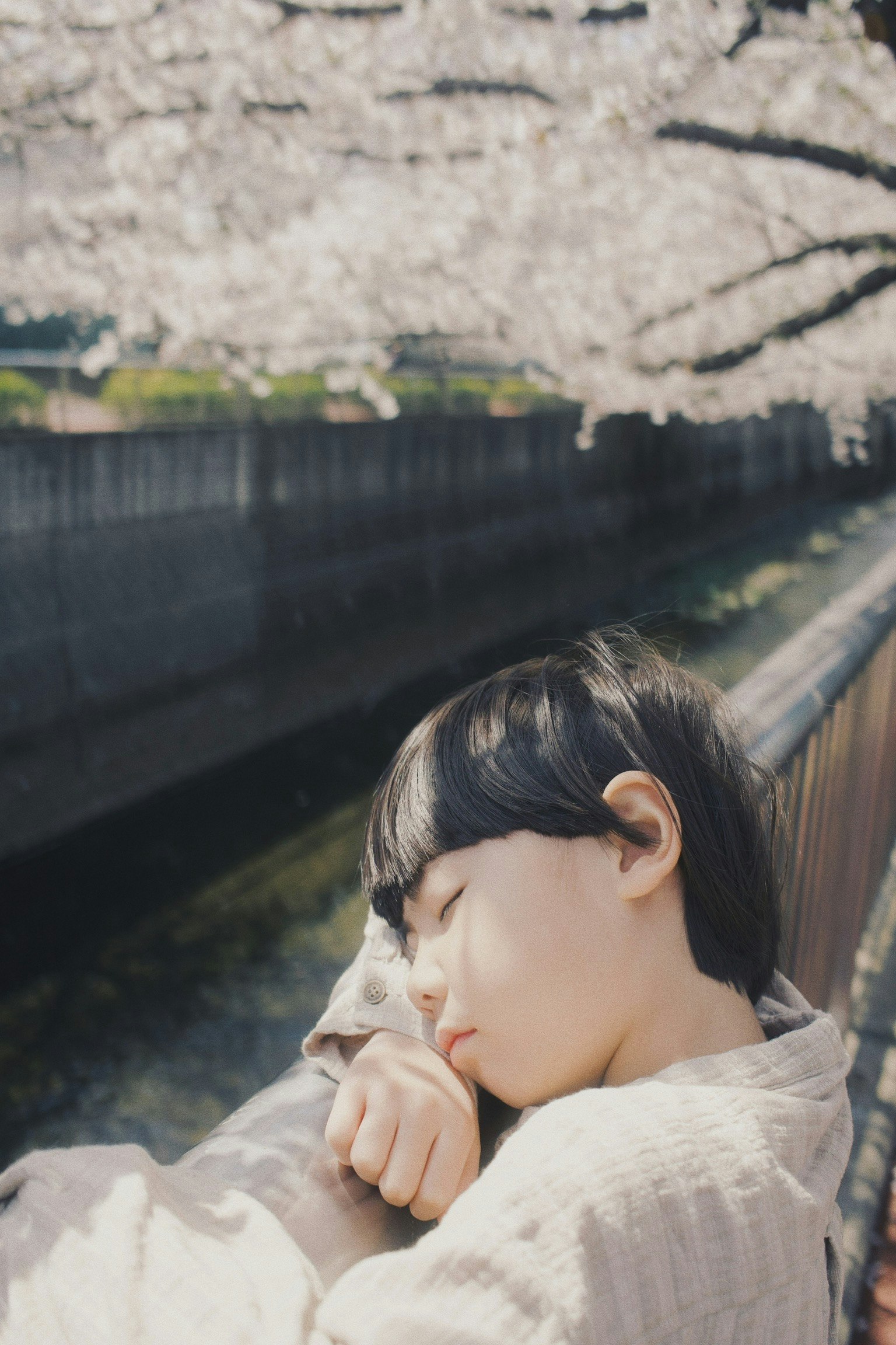 桜の木の下で眠る子供の横顔