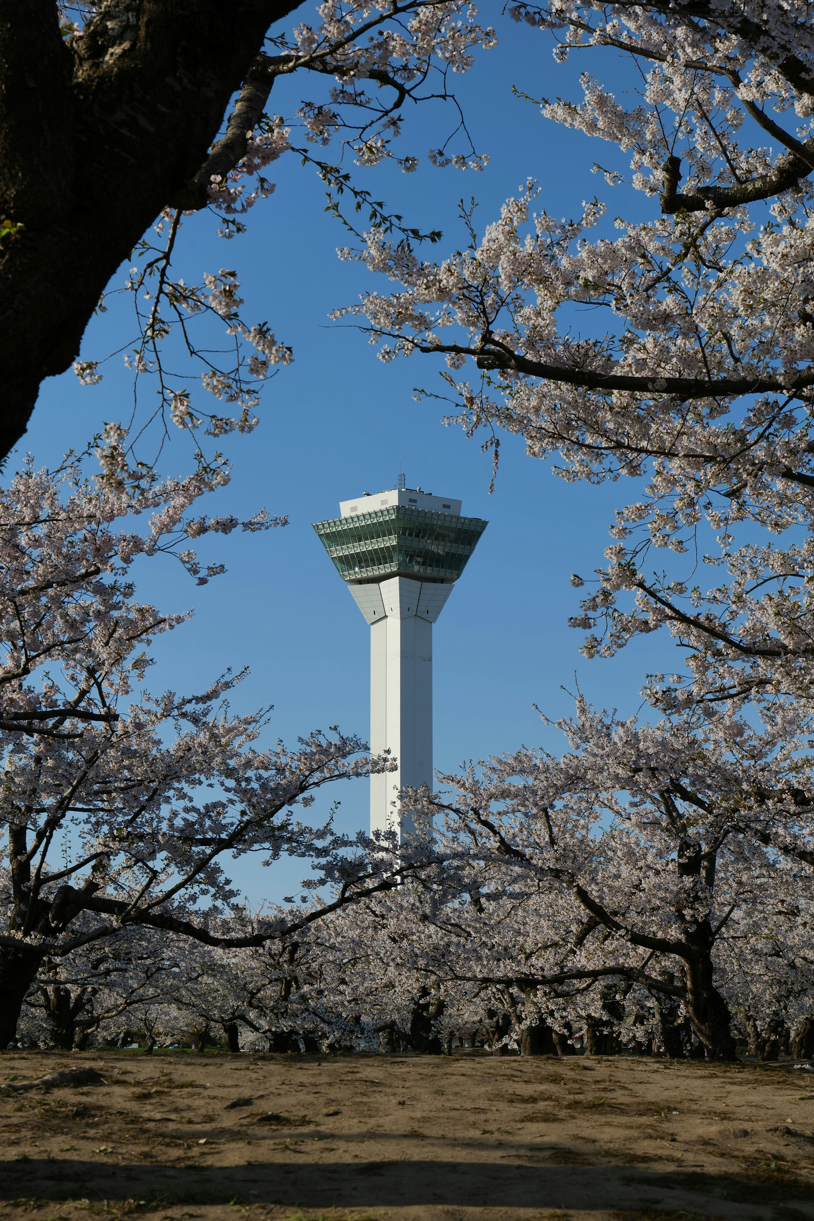 桜の枝越しに見える展望塔
