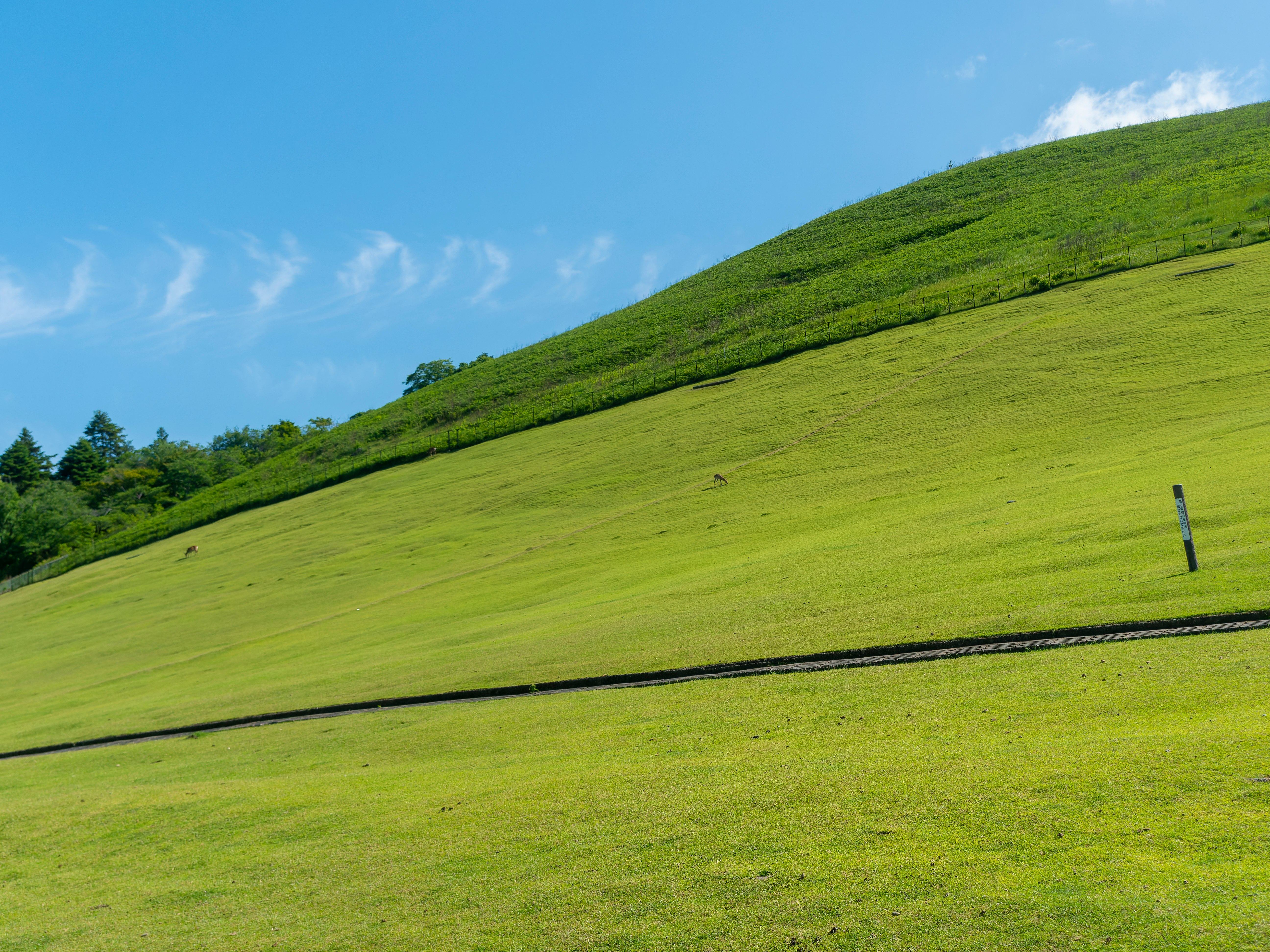 若草山の新緑に覆われた芝生の斜面と青空