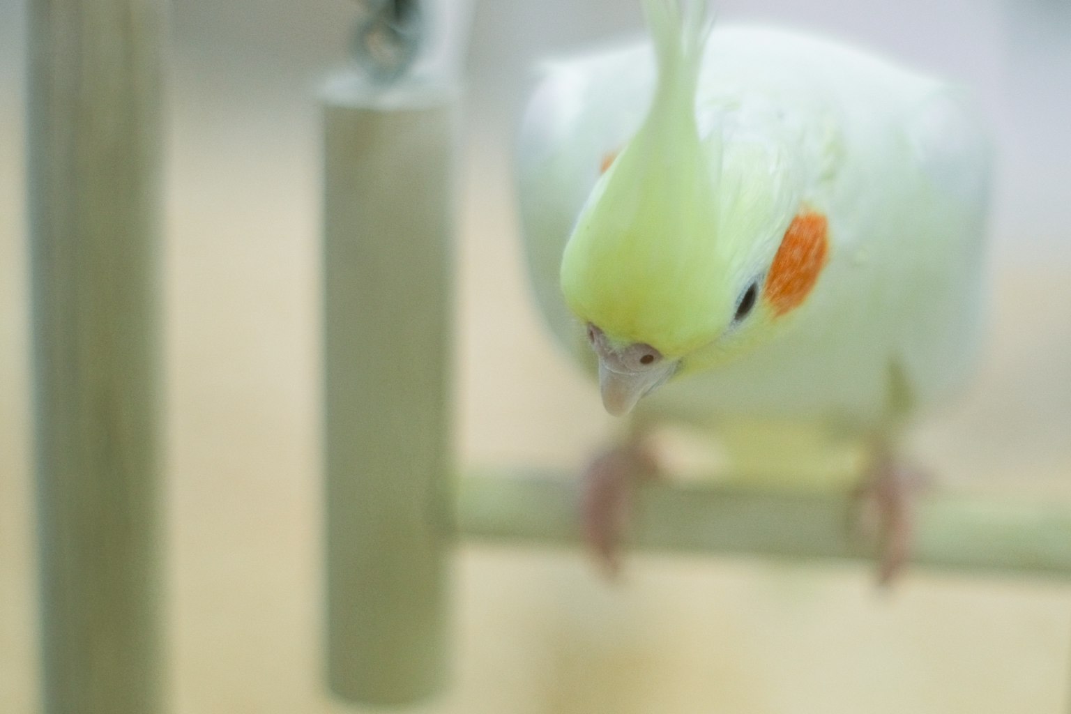 Seekor kecil cockatiel bertengger di cabang dengan bulu hijau dan pipi oranye