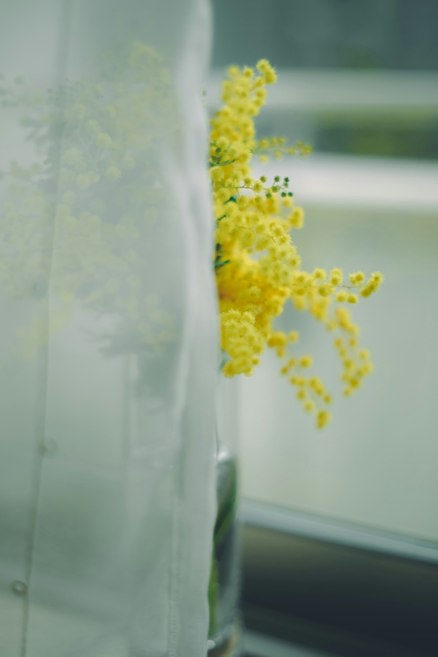 primo piano di fiori gialli vicino a una finestra