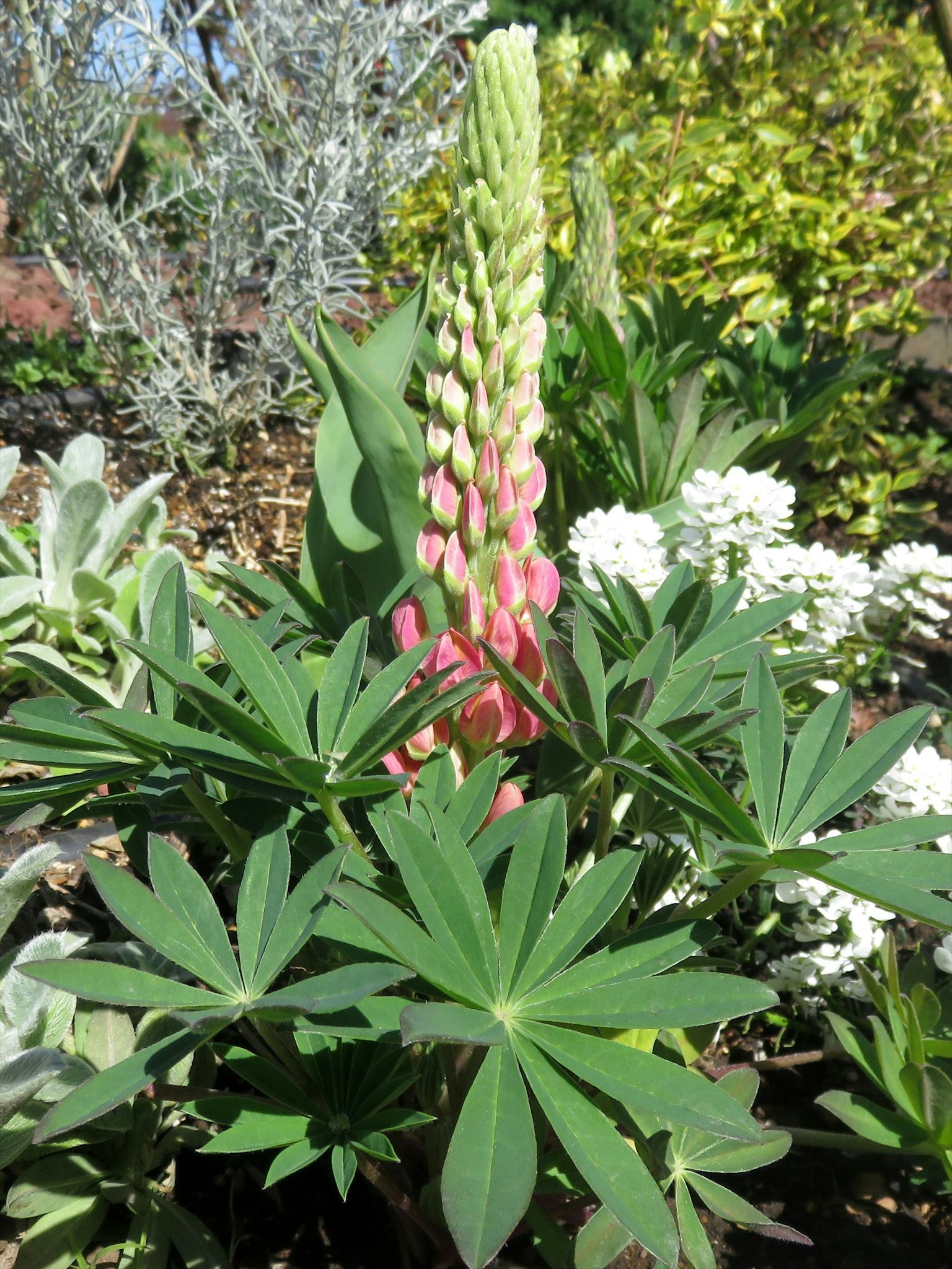 Pianta di lupino con foglie verdi e fiori rosa