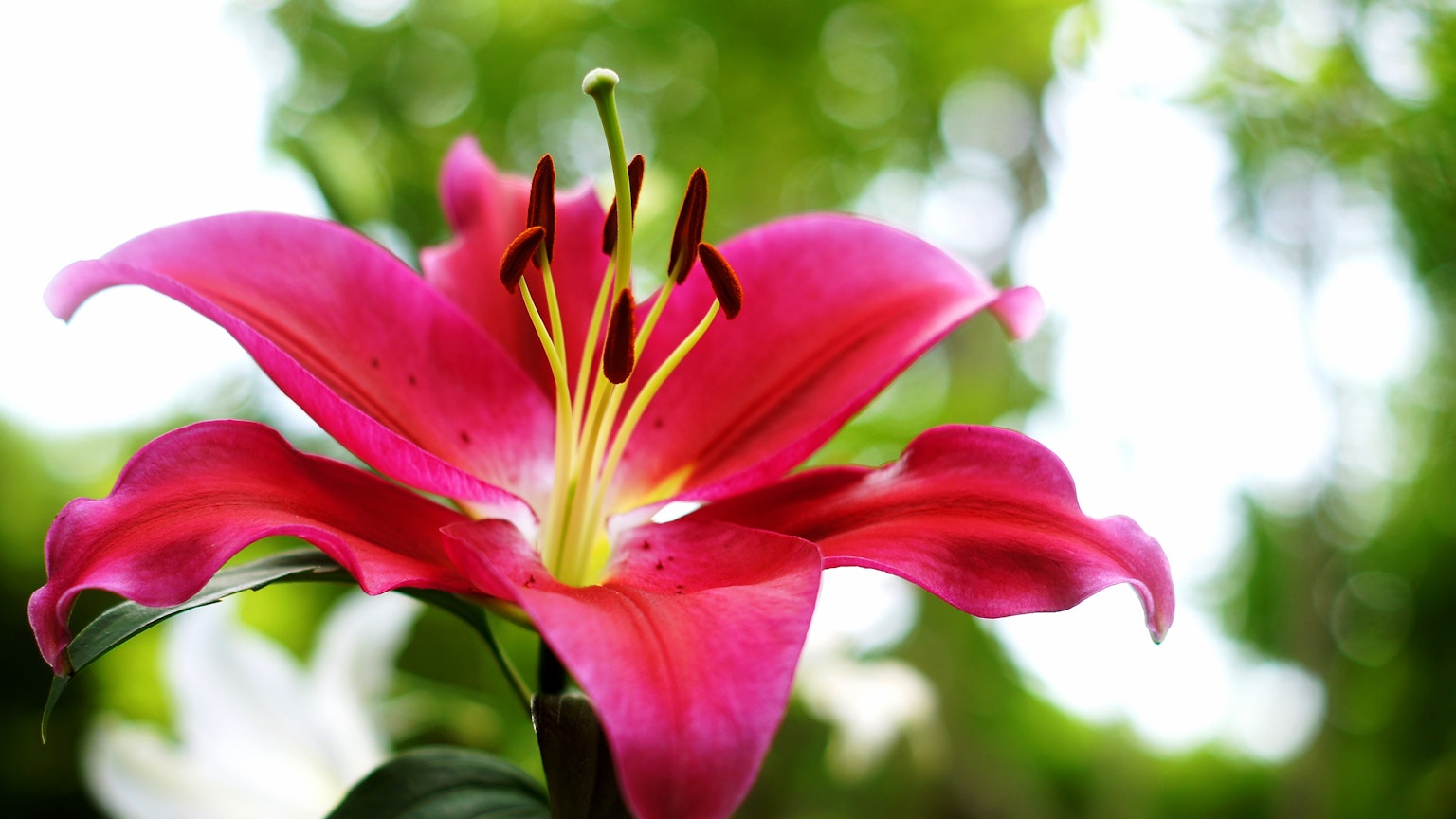 Fiore di giglio rosa vivace su sfondo verde