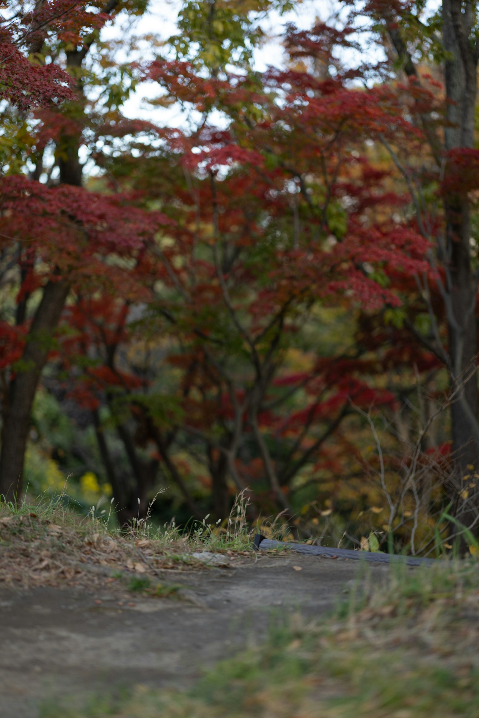 Sentiero circondato da fogliame autunnale con foglie rosse vivaci