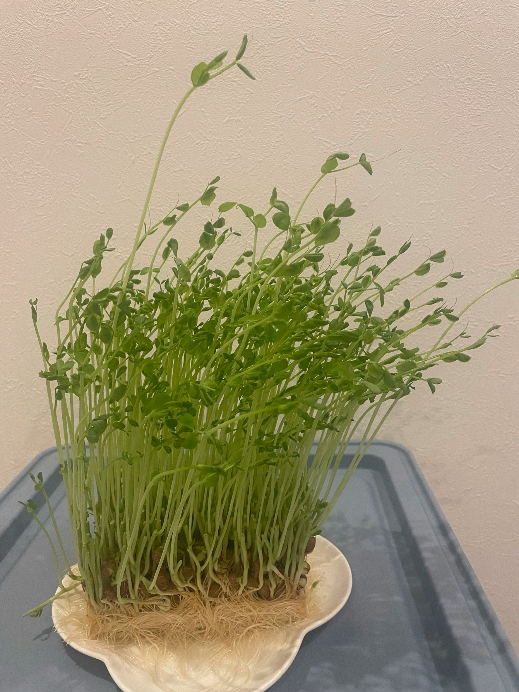 装在碗里的绿豆苗新芽