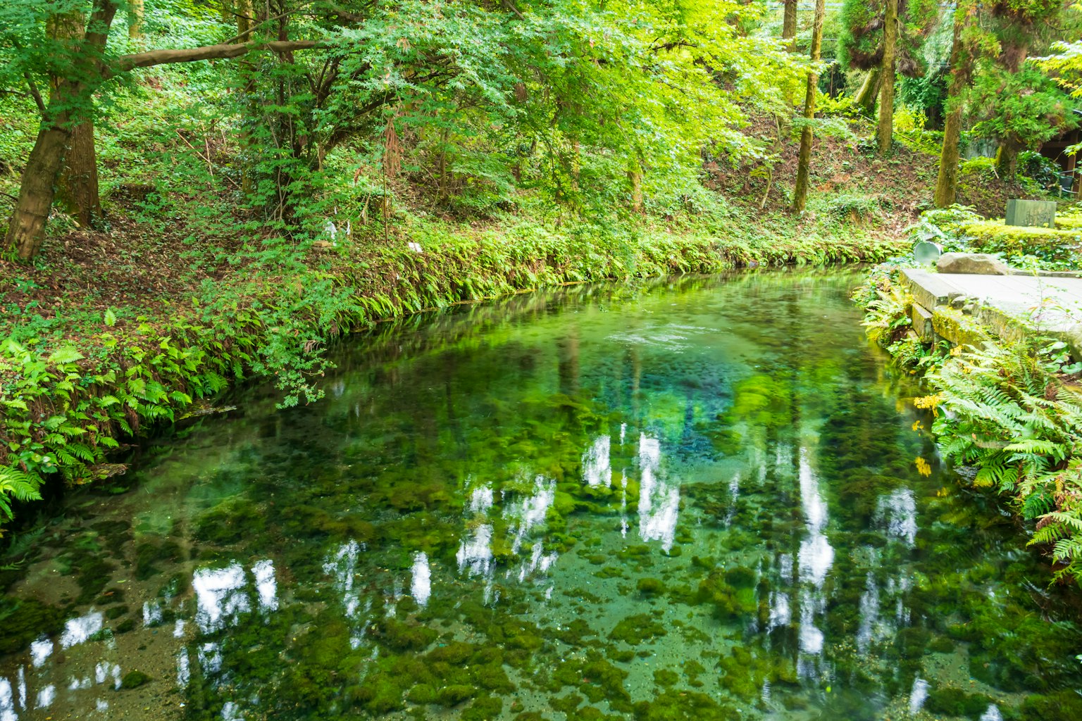 Un'area d'acqua verde tranquilla circondata da muschio e alberi in una foresta