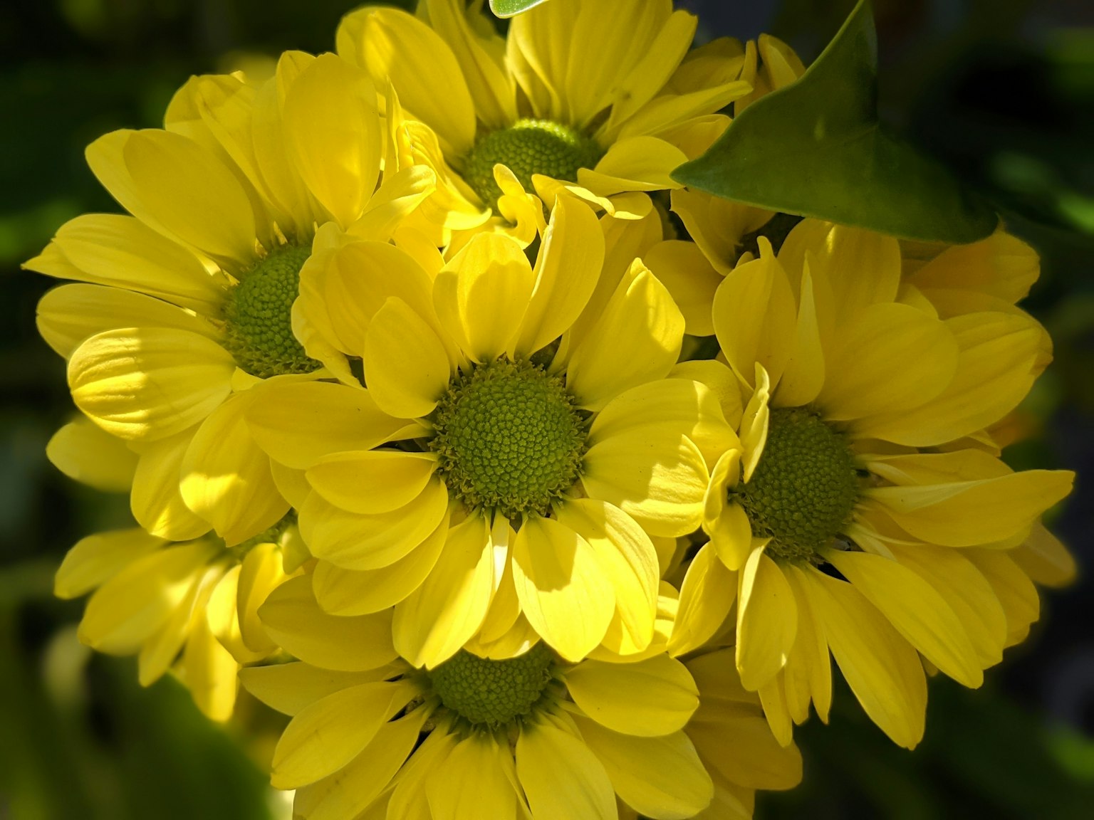 Close-up of a bouquet of bright yellow flowers