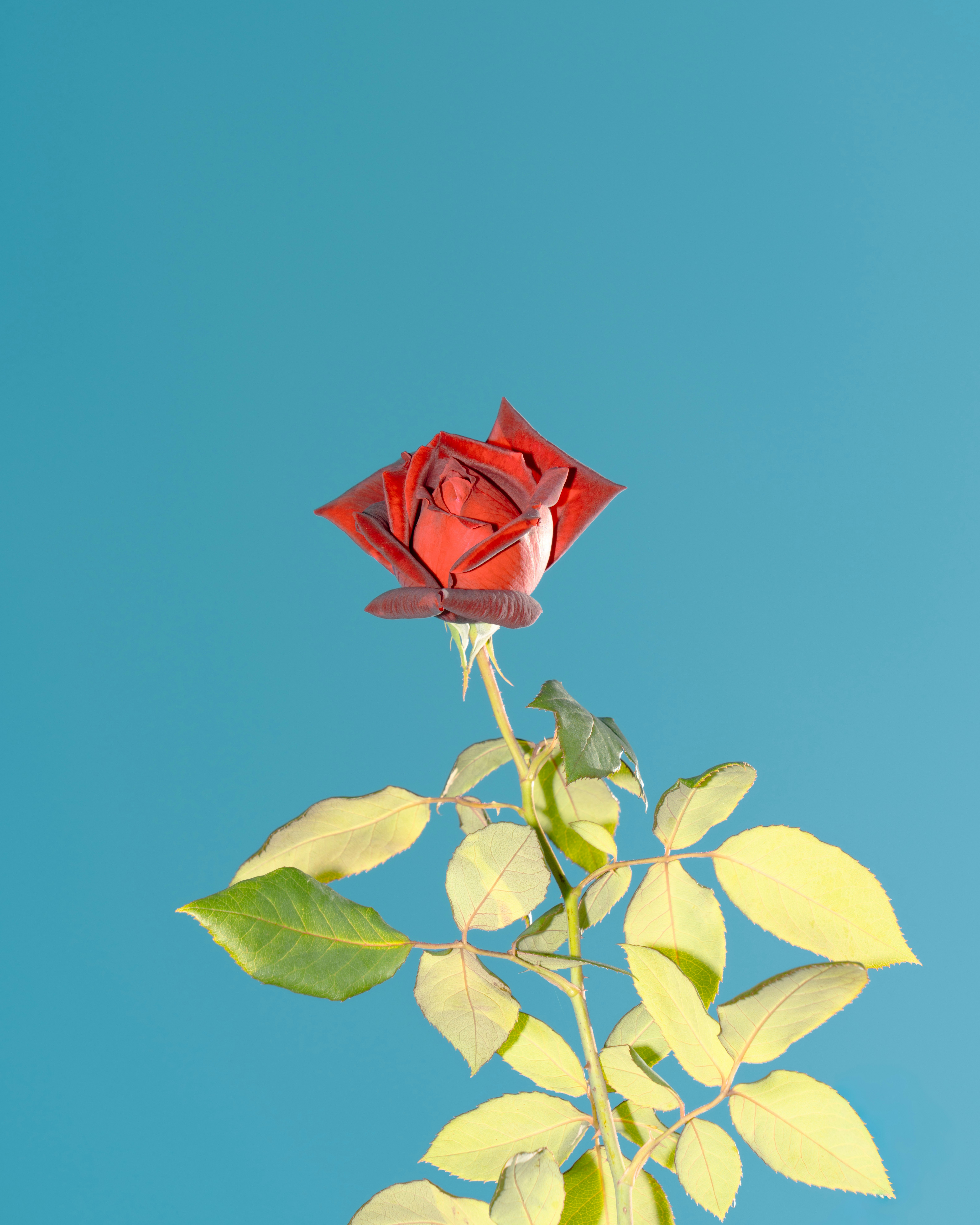 青空に映える赤いバラの花とつぼみのある一輪