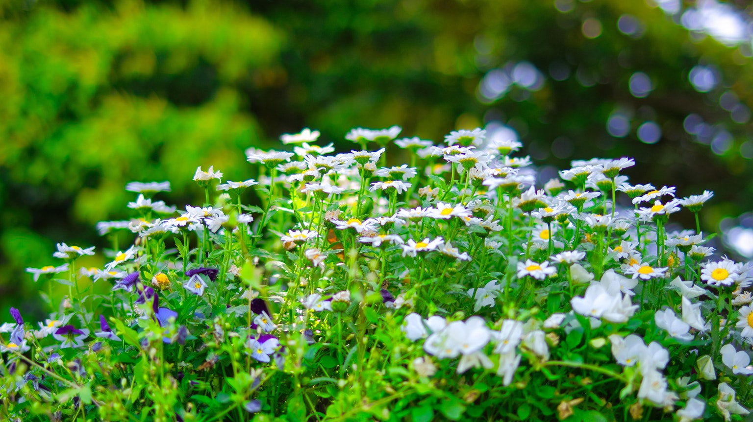 A vibrant flowerbed with white flowers and lush green leaves