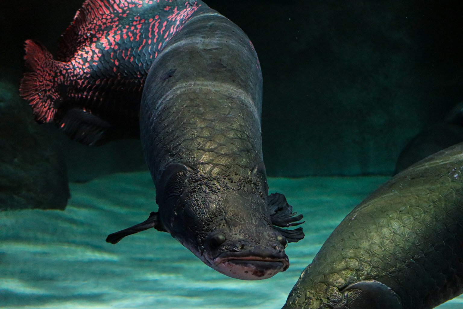 Nahaufnahme eines Arowana-Fisches, der unter Wasser schwimmt