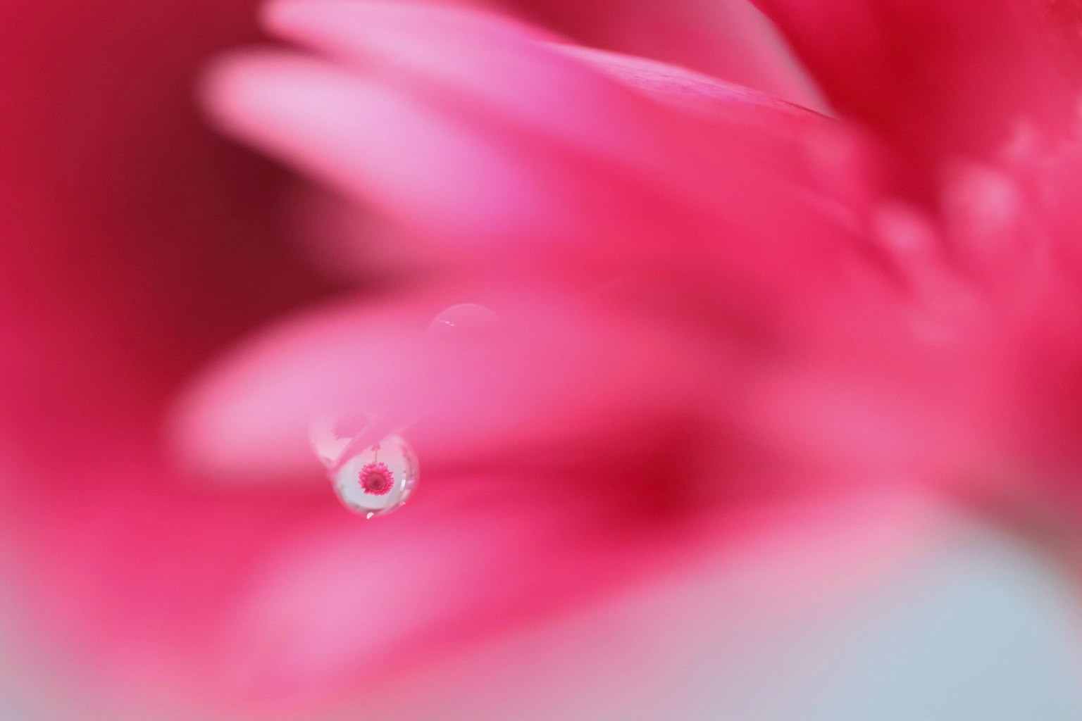Primo piano di petali di fiore rosa con una goccia d'acqua