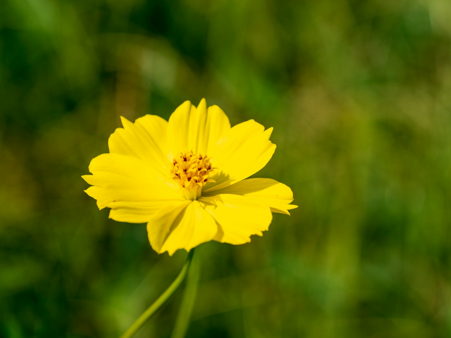 Un fiore giallo vibrante che sboccia su uno sfondo verde