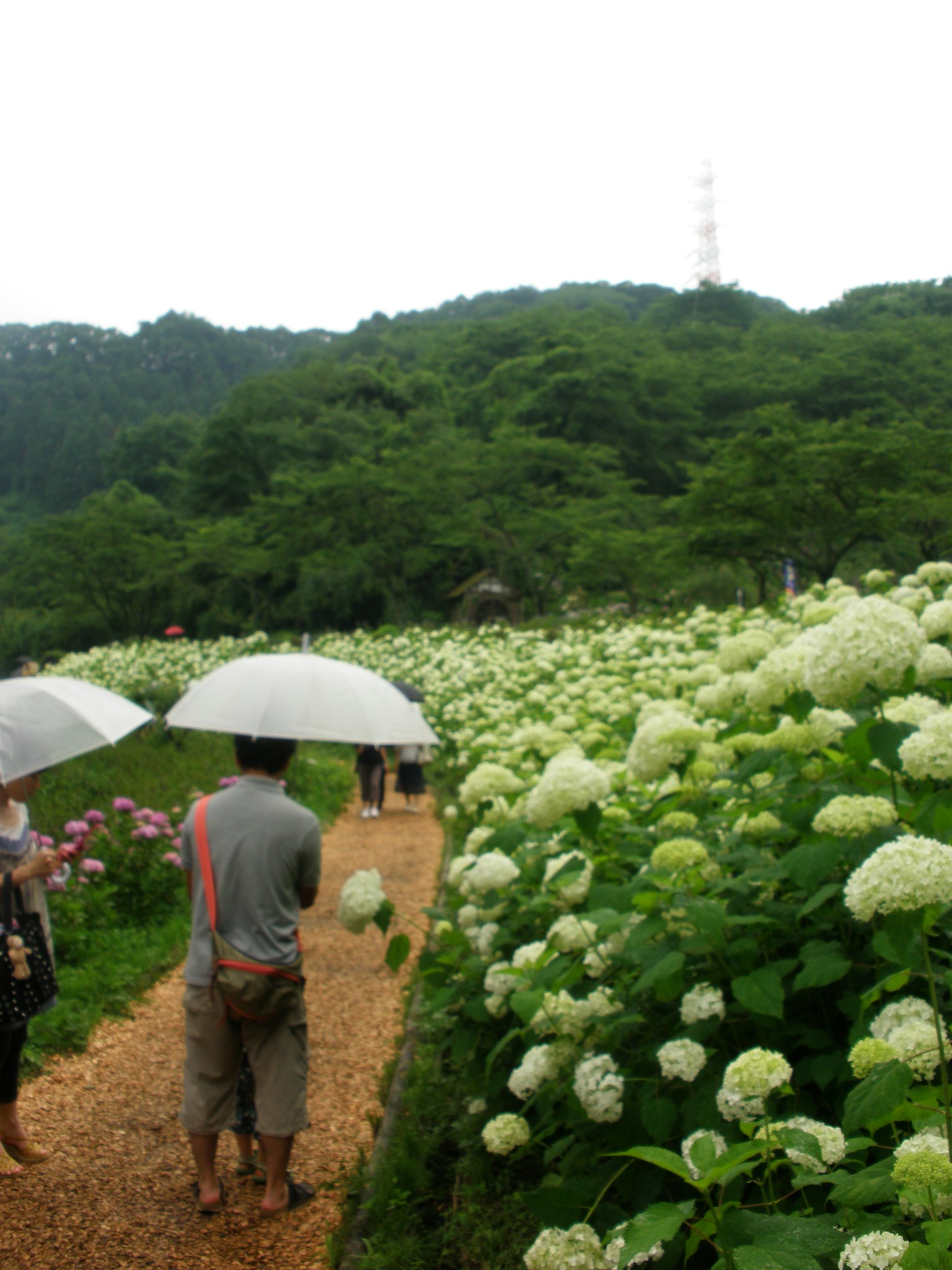 Personas caminando por un sendero flanqueado por flores de hortensia blancas y montañas al fondo