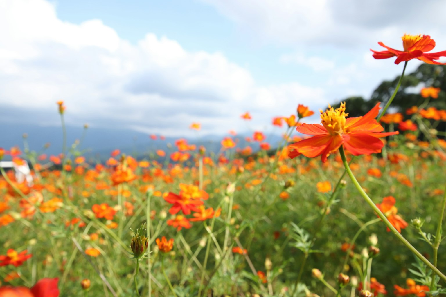 Ein weites Feld mit orangefarbenen Blumen unter einem blauen Himmel