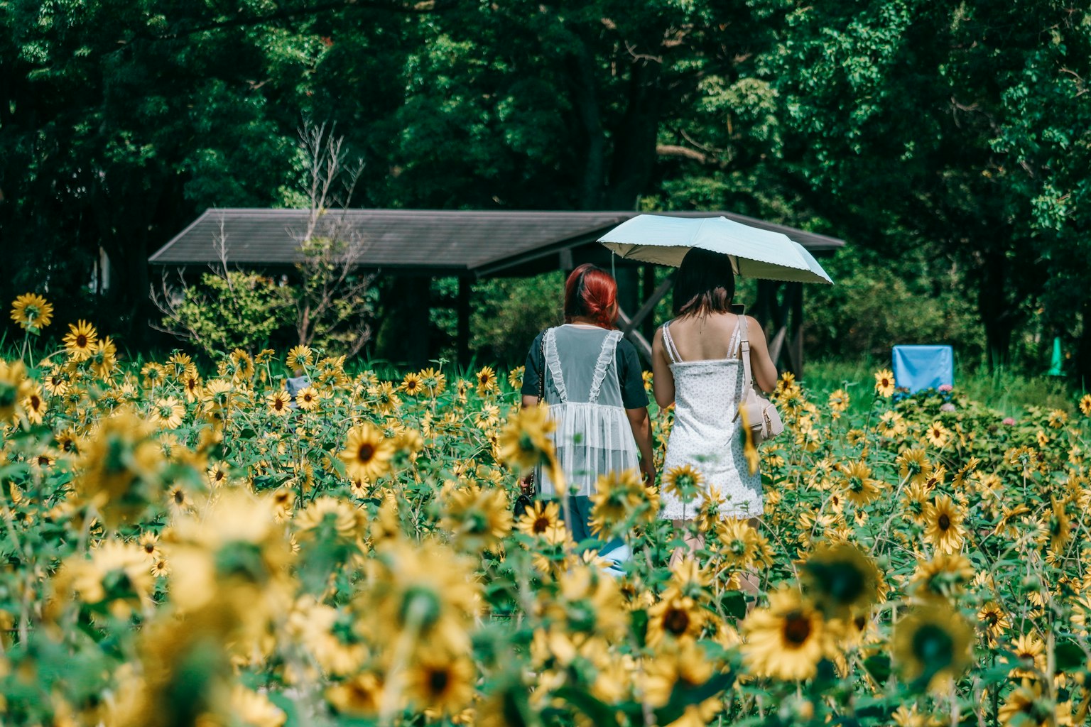 Donne che camminano in un campo di girasoli con un ombrello