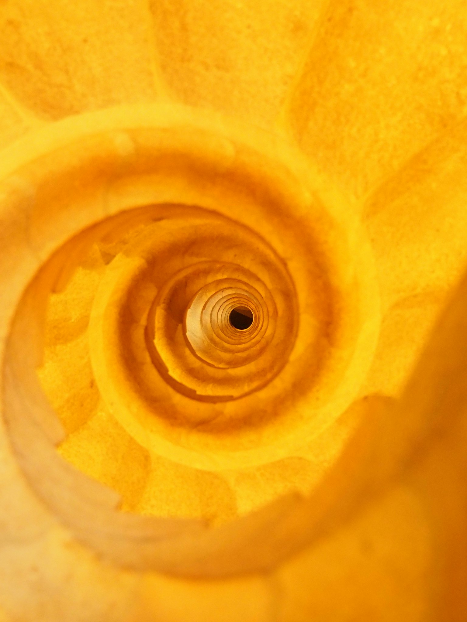 Close-up of the spiral structure inside a yellow seashell