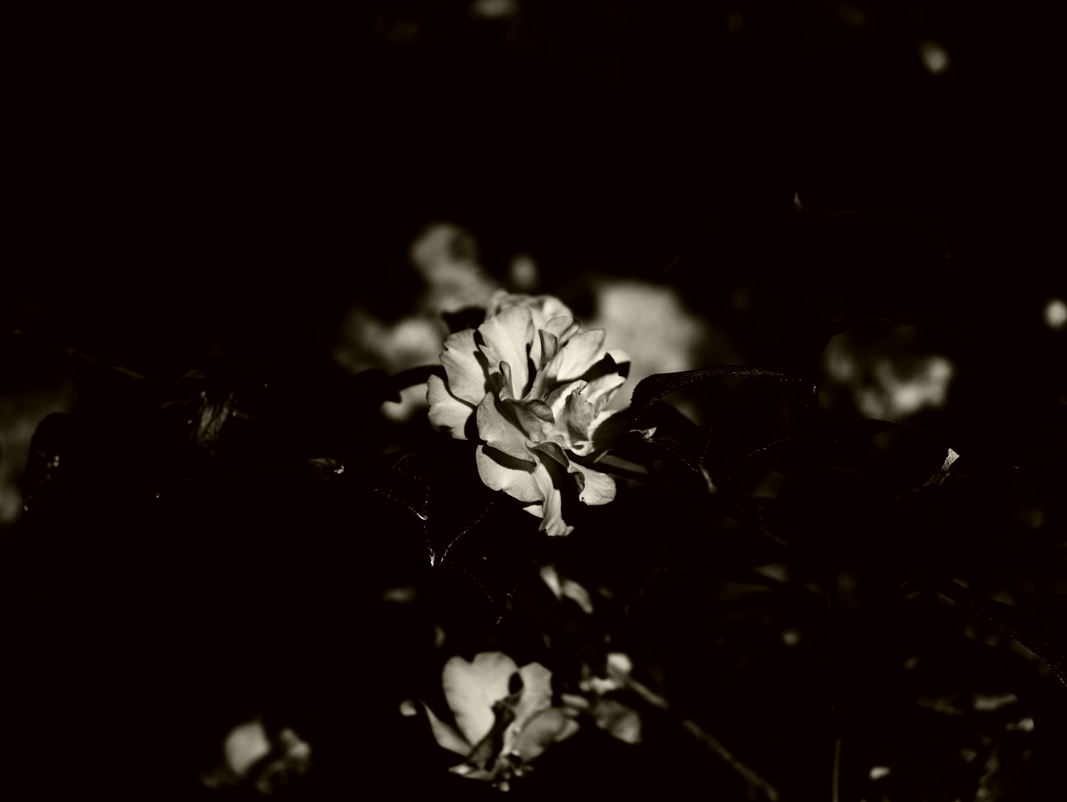 Gros plan d'une fleur sur un fond noir et blanc