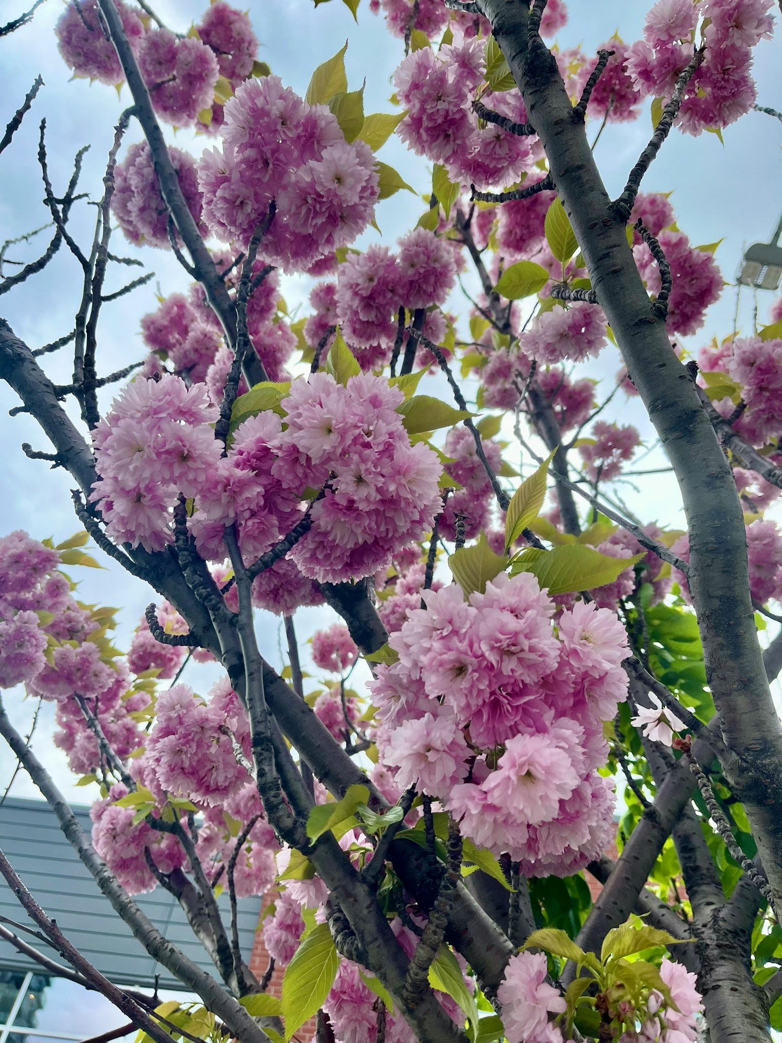 Primo piano di rami d'albero con fiori rosa in fiore