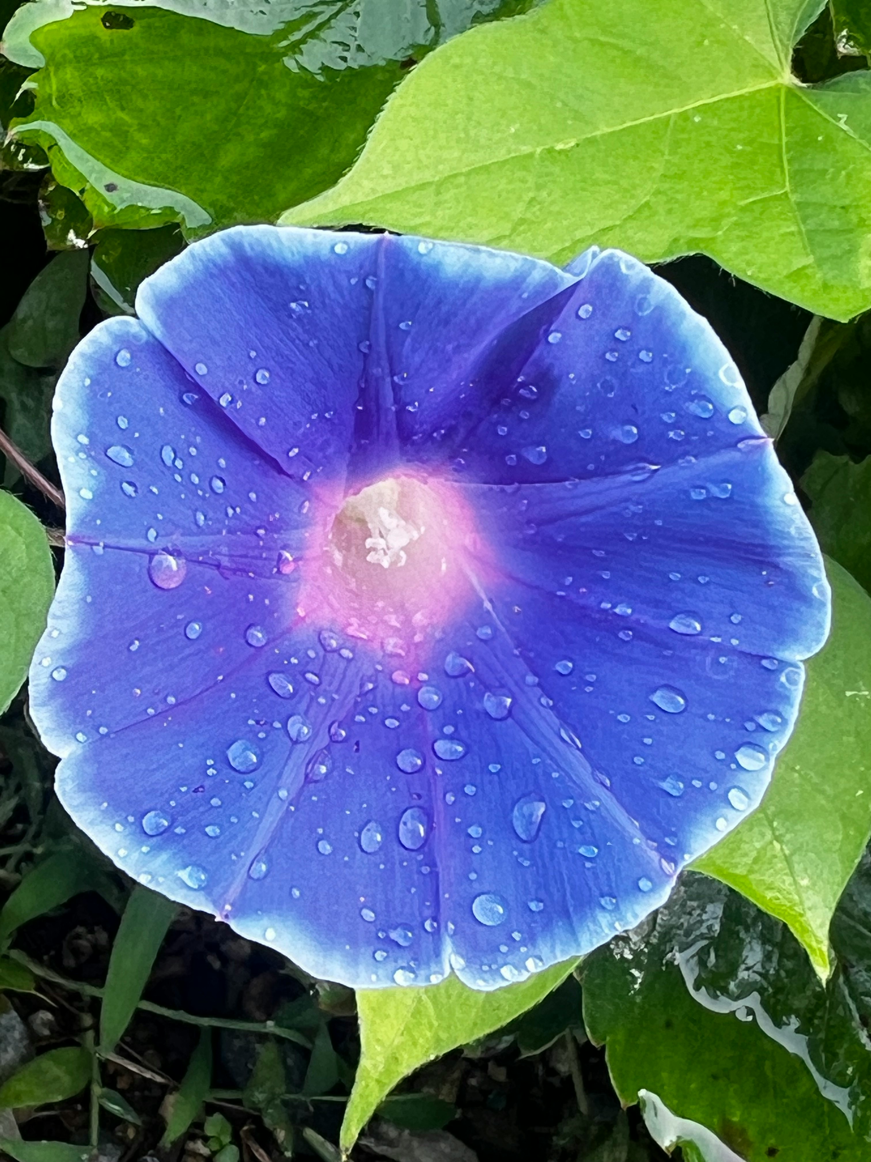 牵牛花花瓣带雨滴的特写，夏季初始氛围
