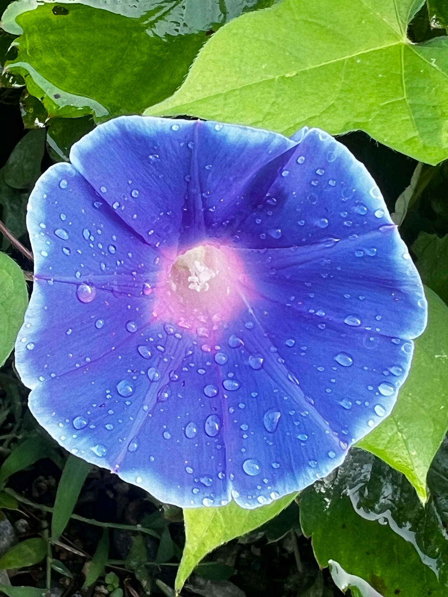 藍色花瓣和水滴的牽牛花