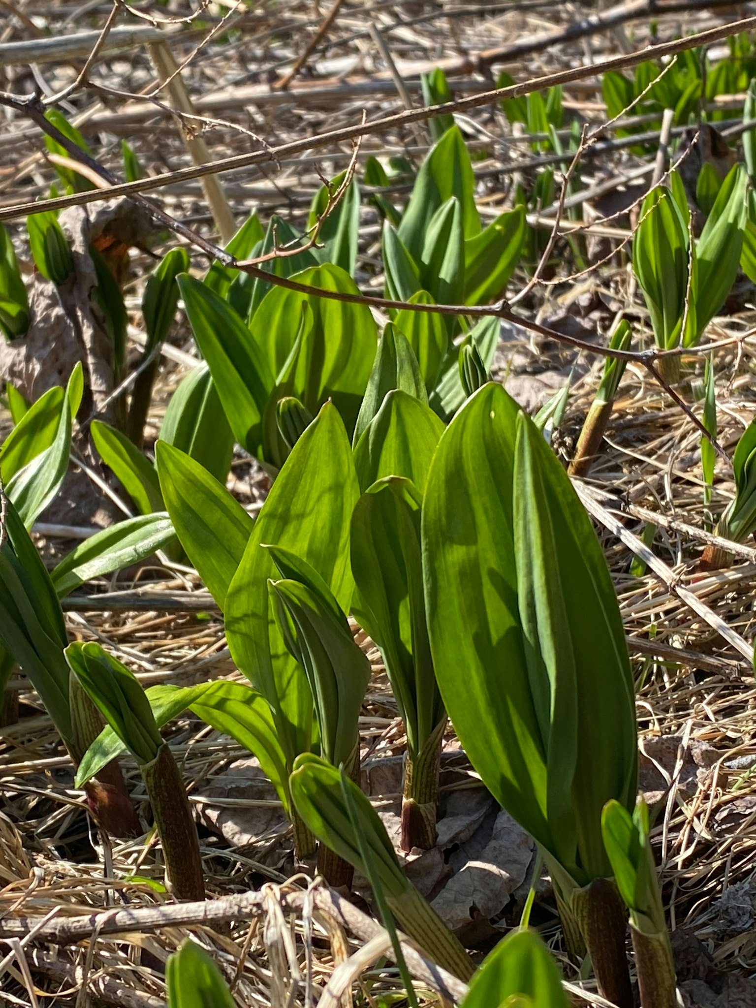 Brotes verdes frescos de plantas que emergen del suelo
