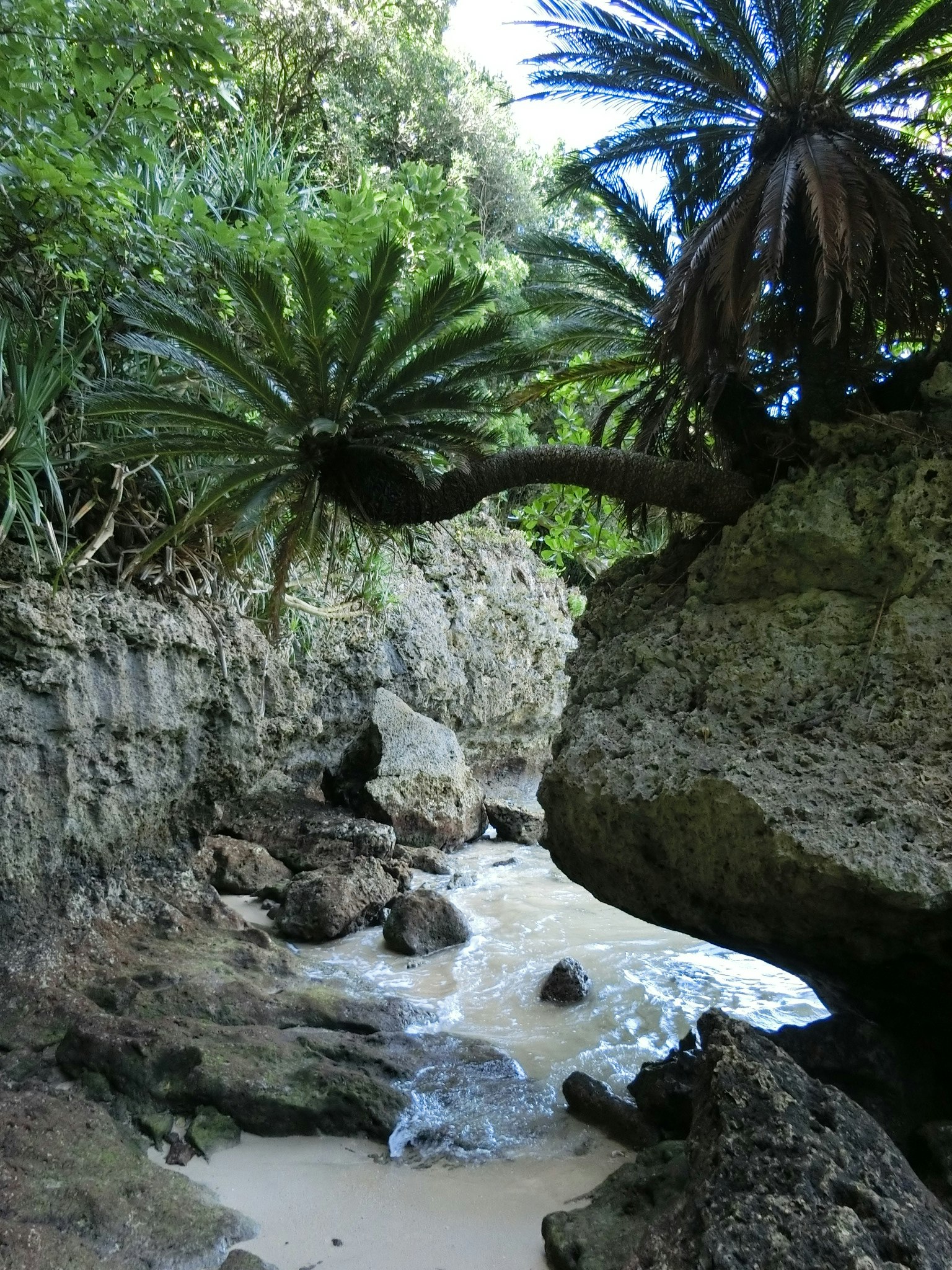 tropical plants surrounding a rocky stream flowing through a small ravine