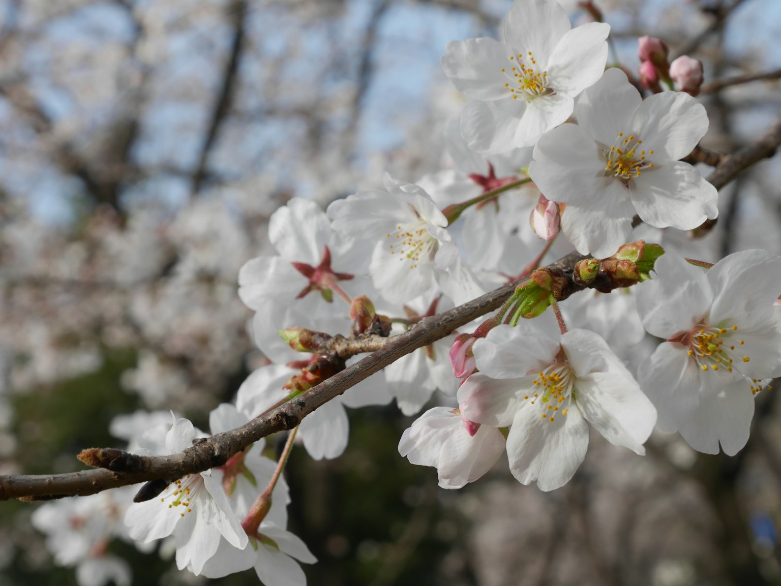 Gros plan d'une branche de cerisier avec des fleurs blanches sur fond de ciel bleu