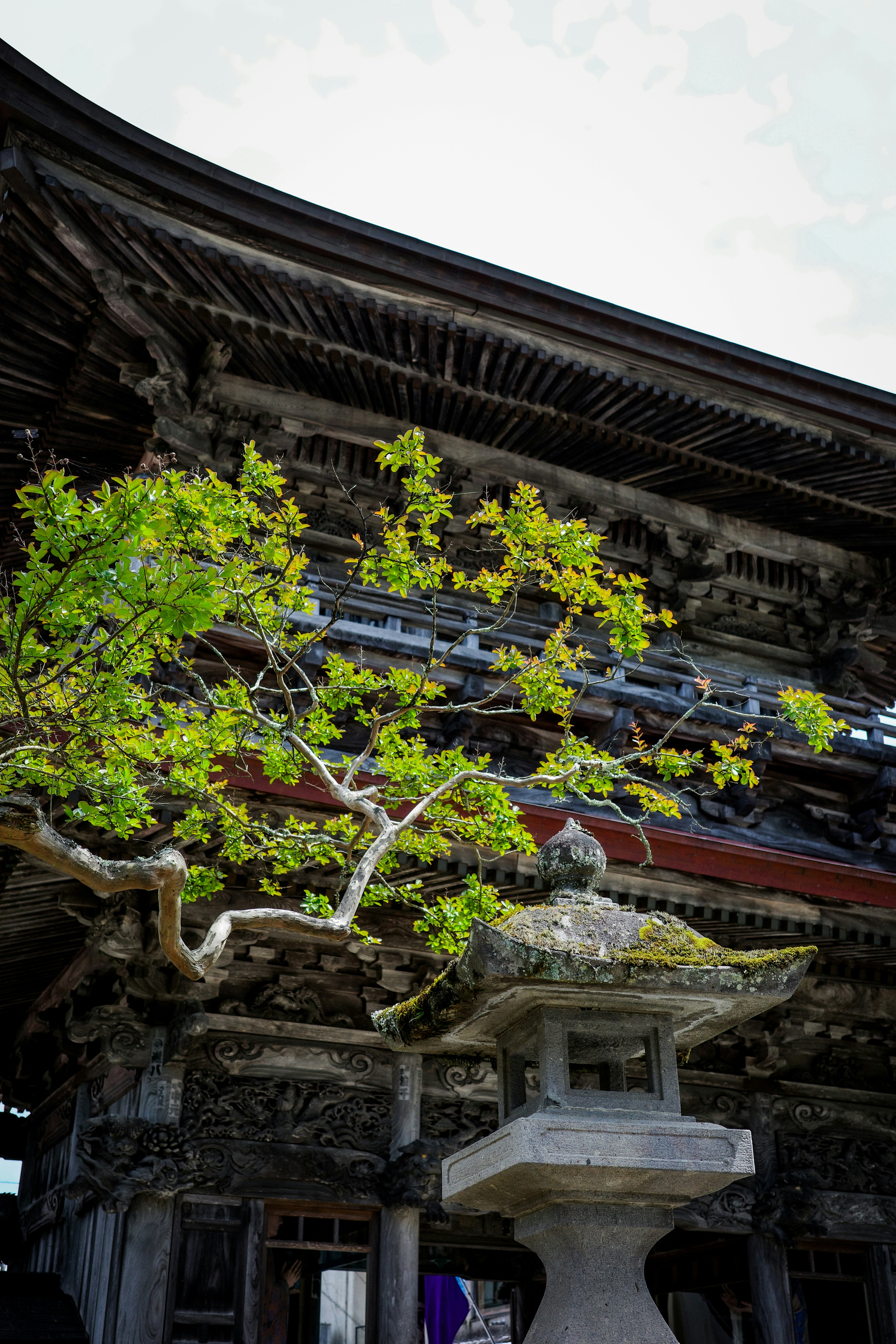 Temple eaves with fresh green branches