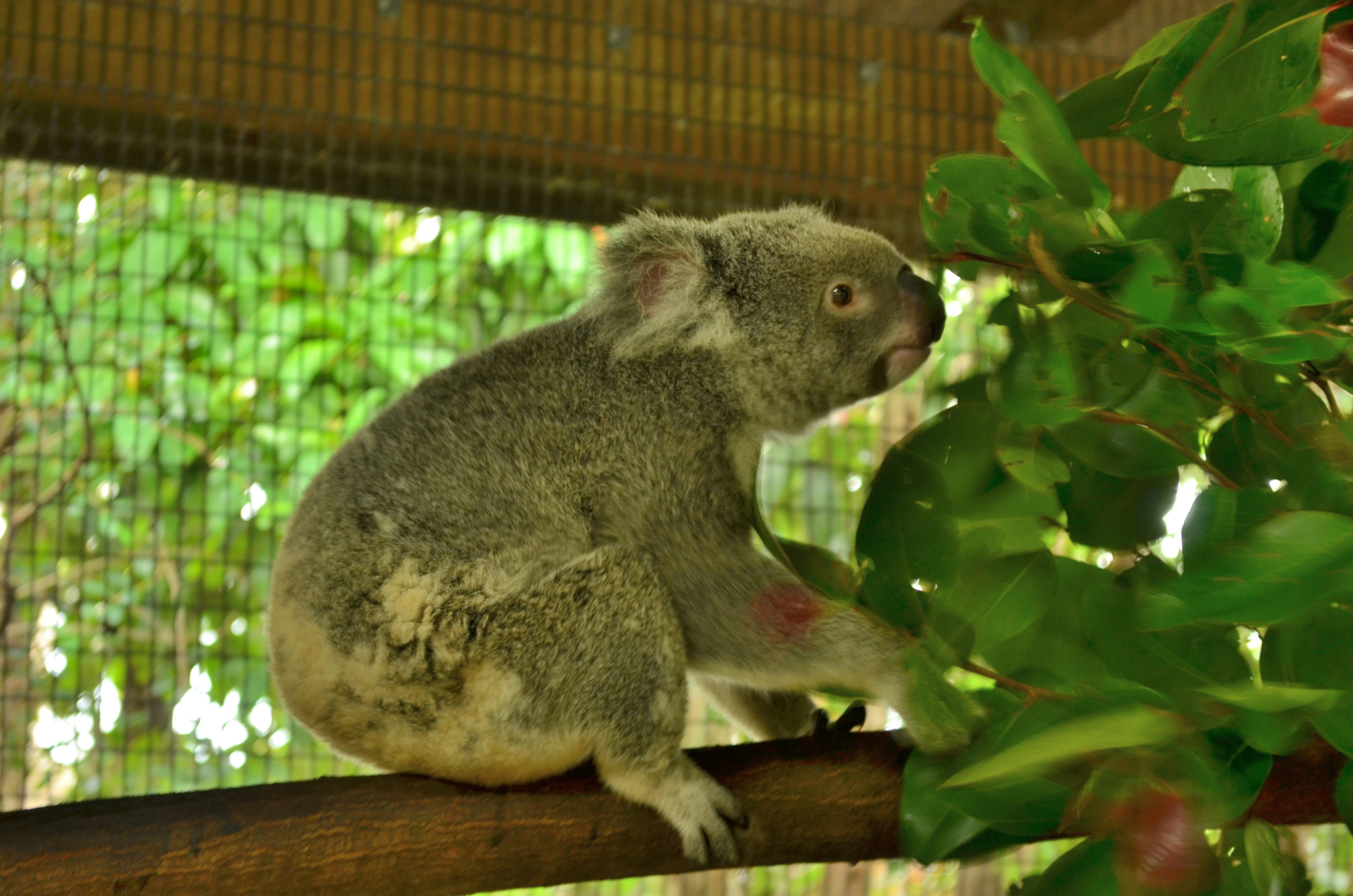 cận cảnh koala nhìn nghiêng trên cành cây